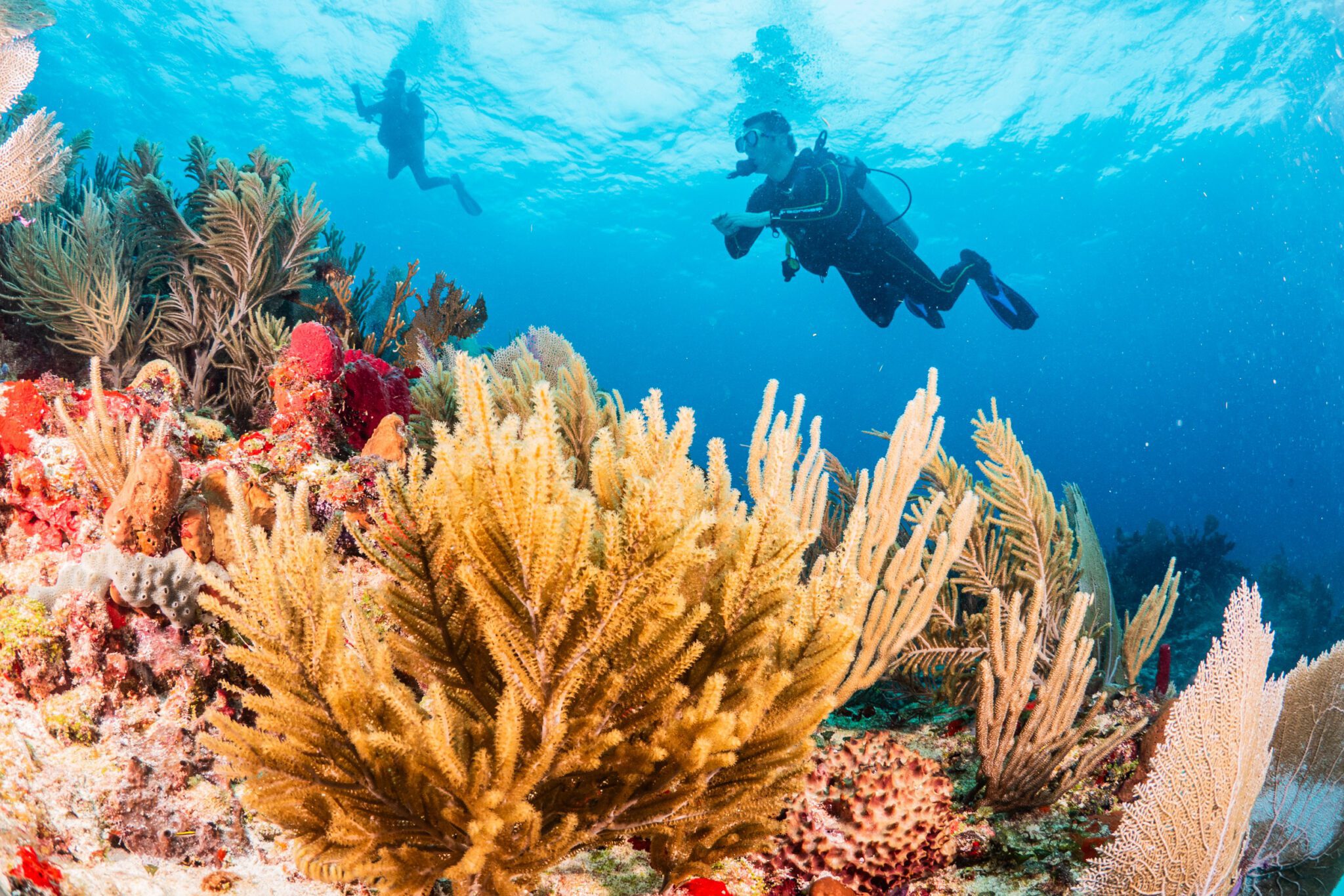 Reef Diving Puerto Morelos SouthEast Divers
