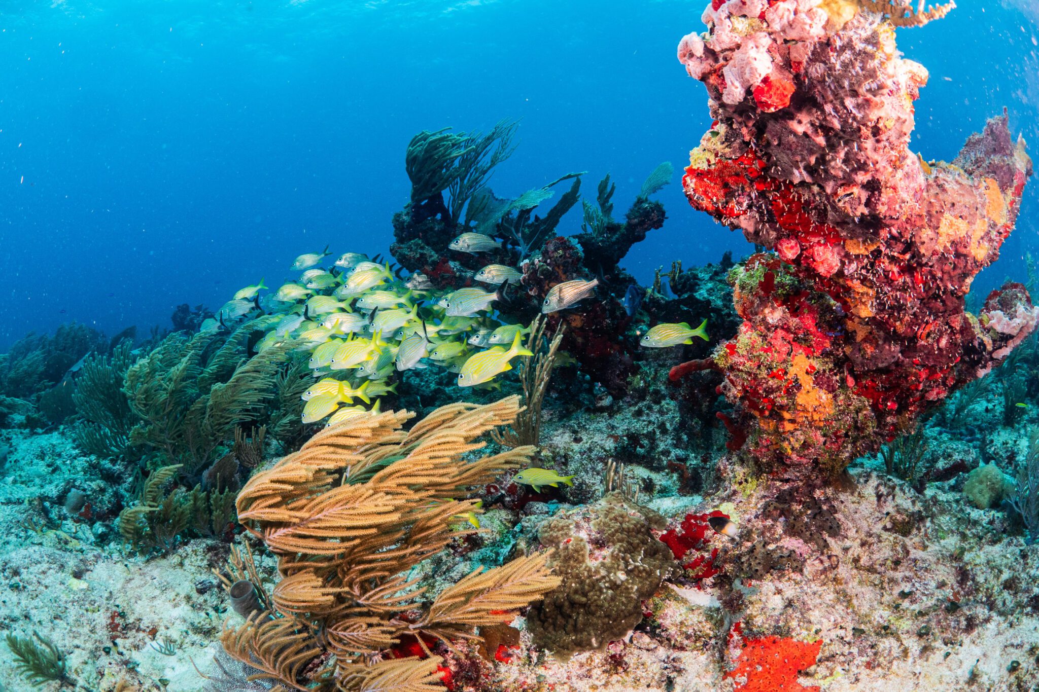 First time dive experience