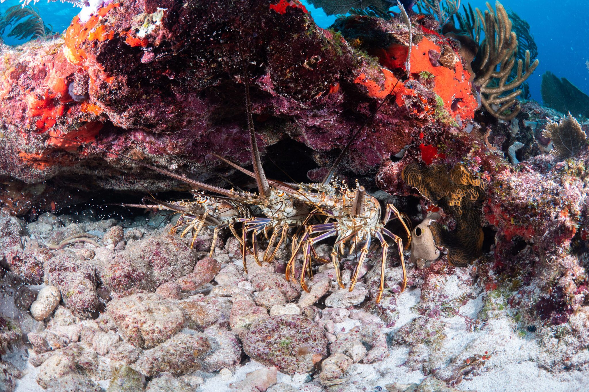 SouthEast Divers Reef Diving