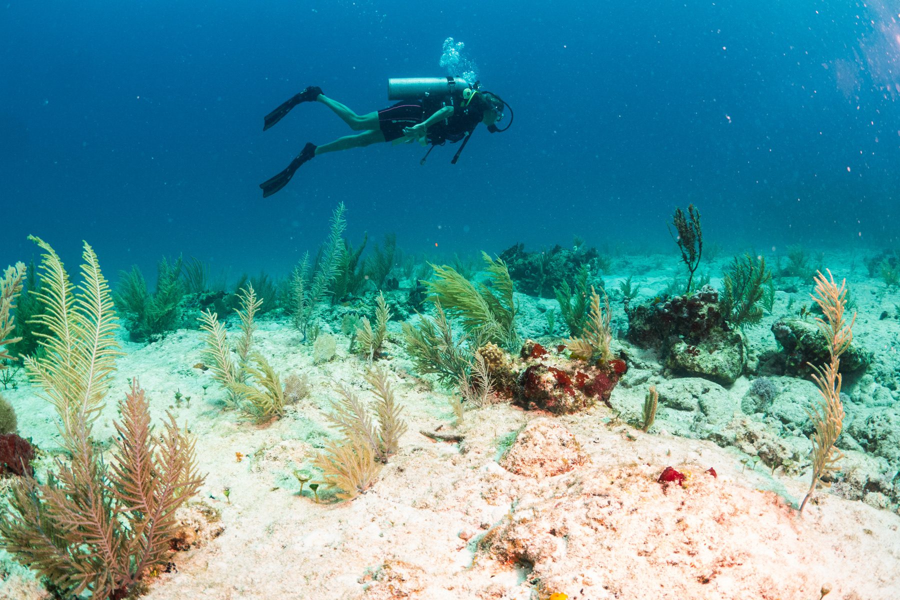 Open Water Certification Course