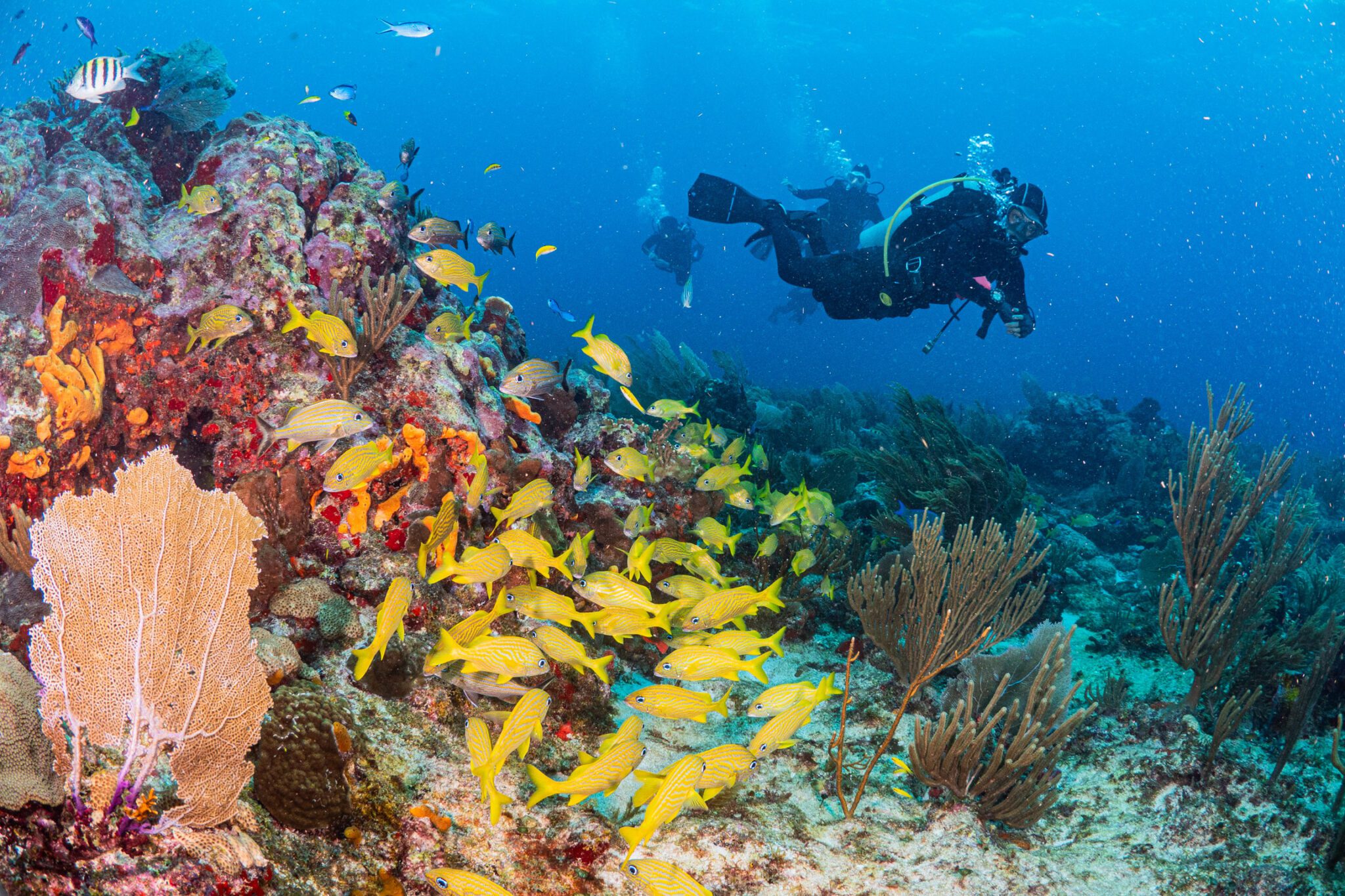 Dive Courses SSI