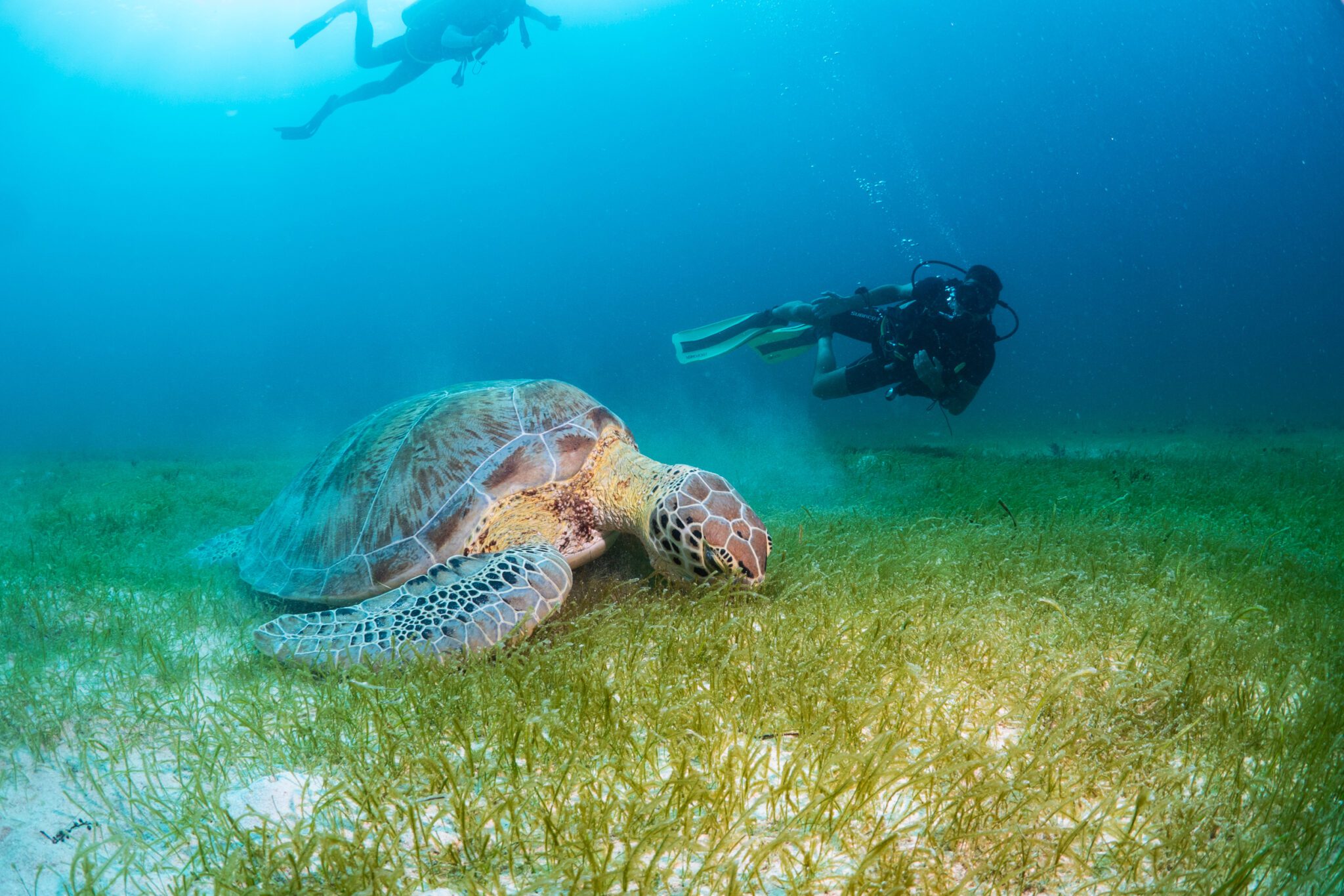 Reef Diving Puerto Morelos SouthEast Divers