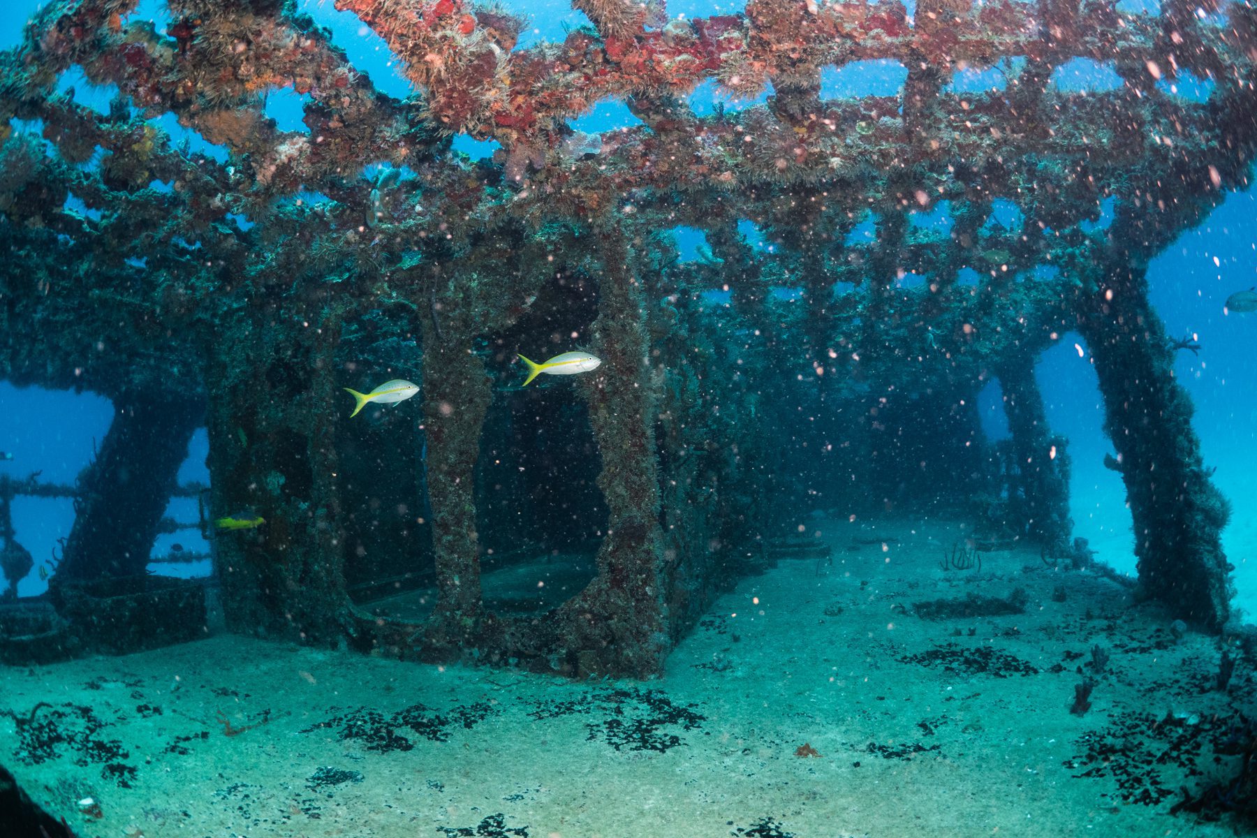 Shipwreck C56 Puerto Morelos SouthEast Divers