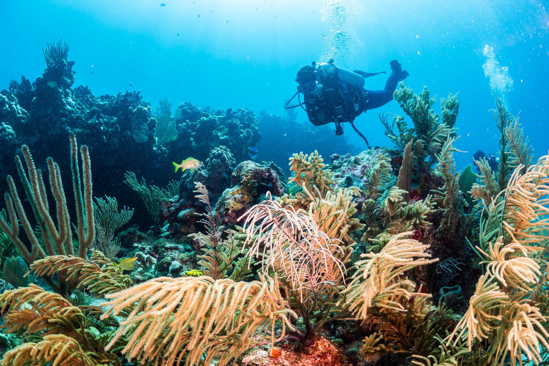 Reef Diving Puerto Morelos SouthEast Divers