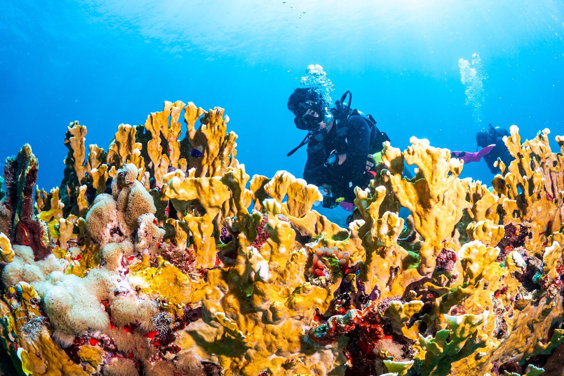 Reef Diving Puerto Morelos SouthEast Divers
