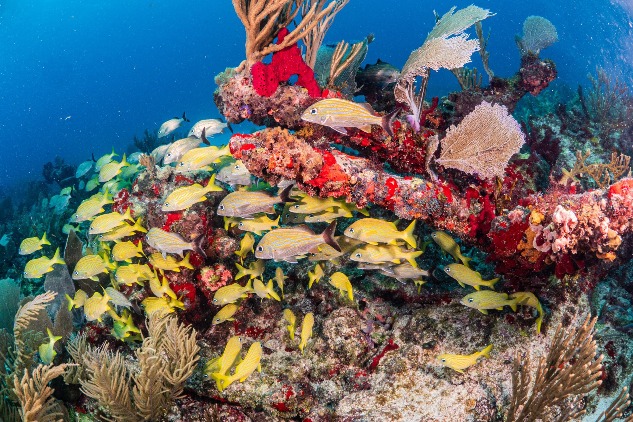 Reef Diving Puerto Morelos SouthEast Divers
