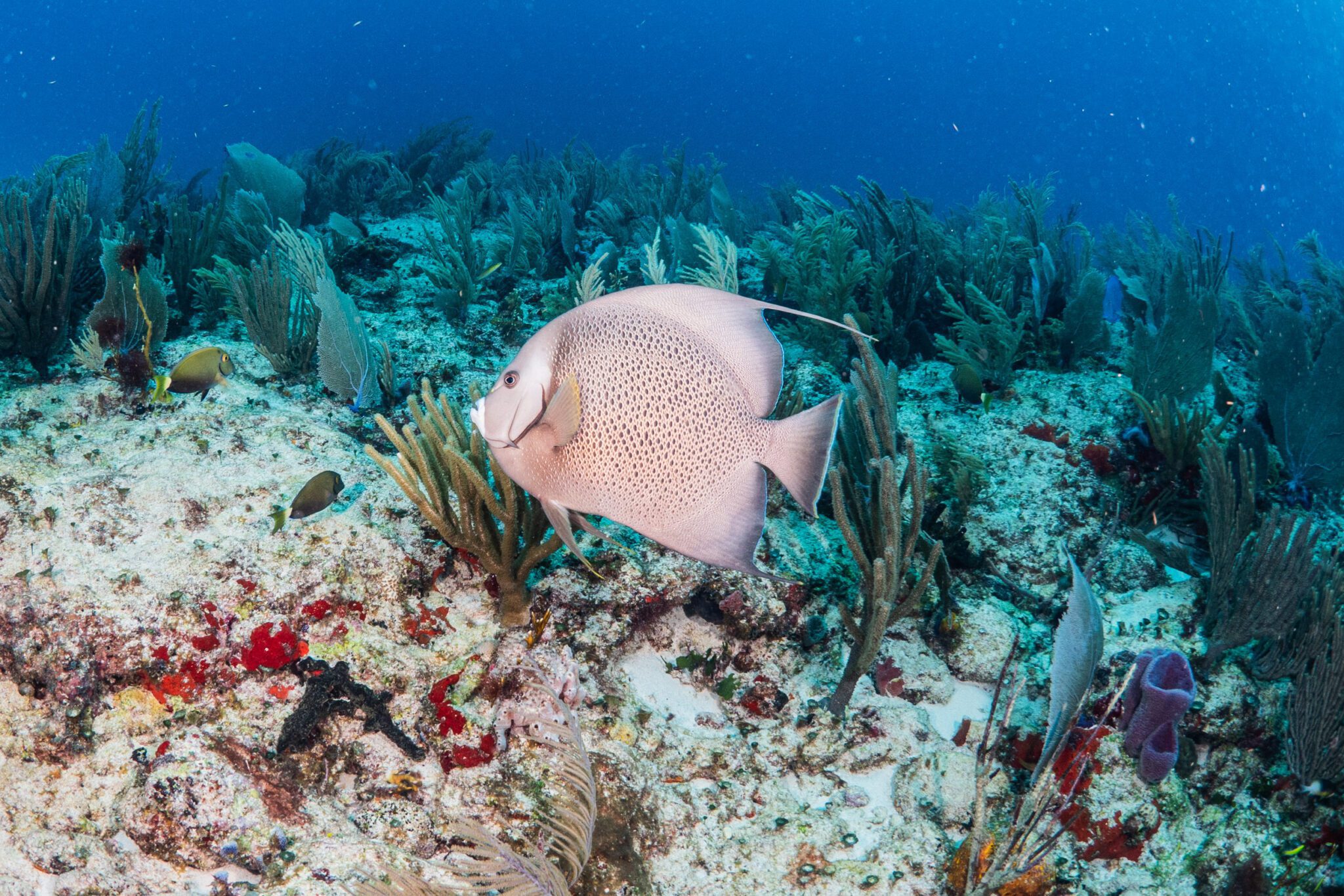 Reef Diving Puerto Morelos SouthEast Divers