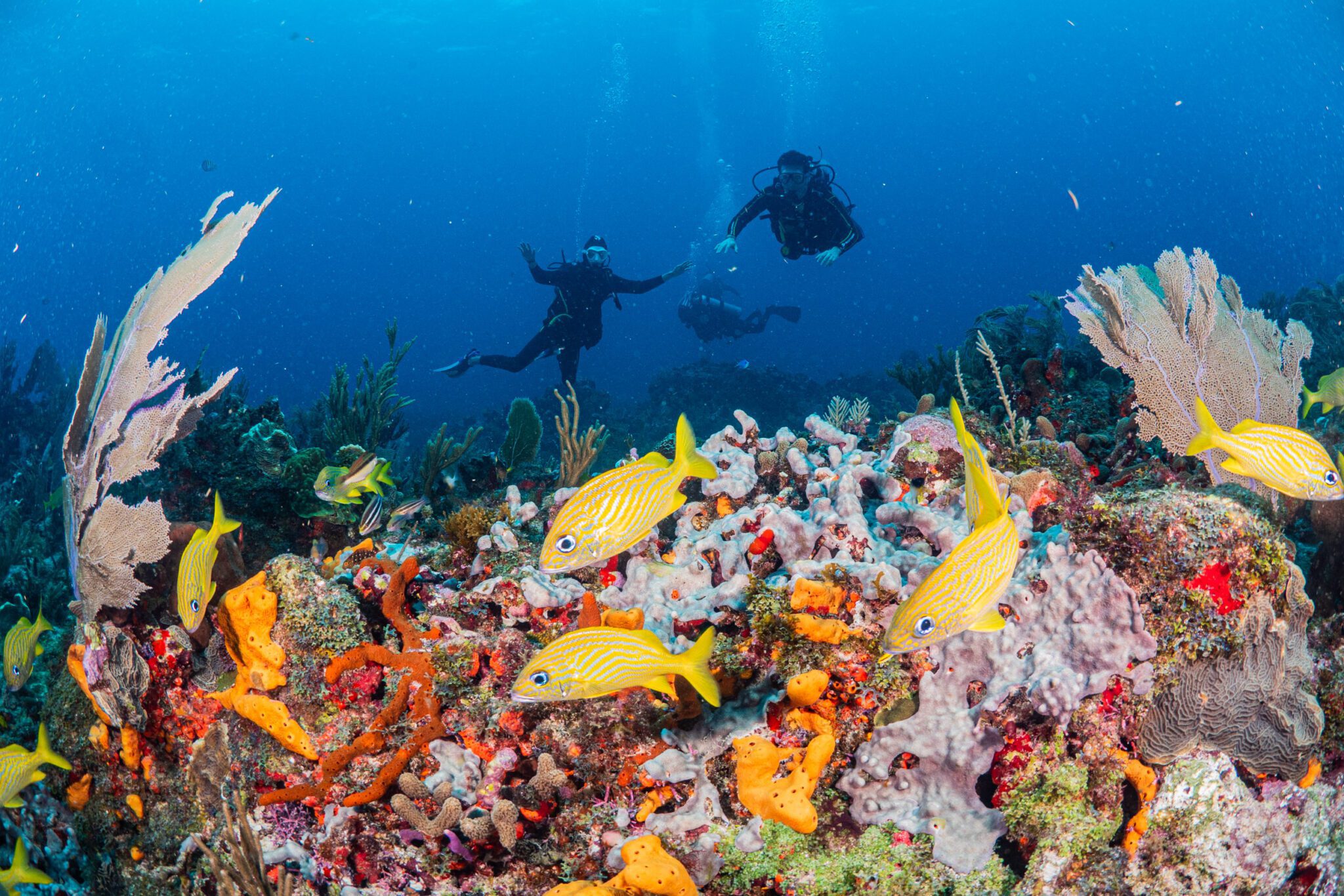 Reef Diving Puerto Morelos SouthEast Divers