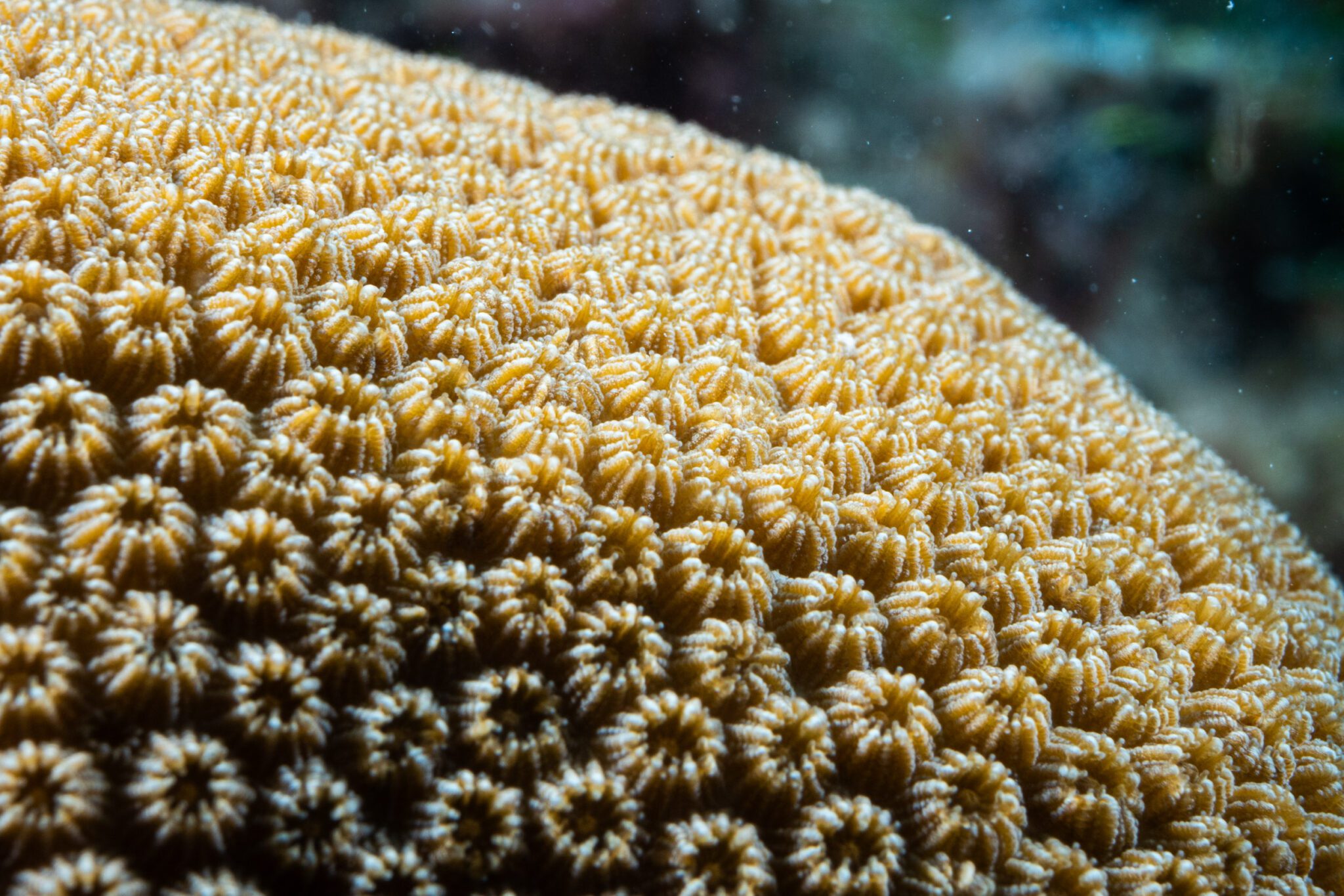 Star coral SouthEast Divers