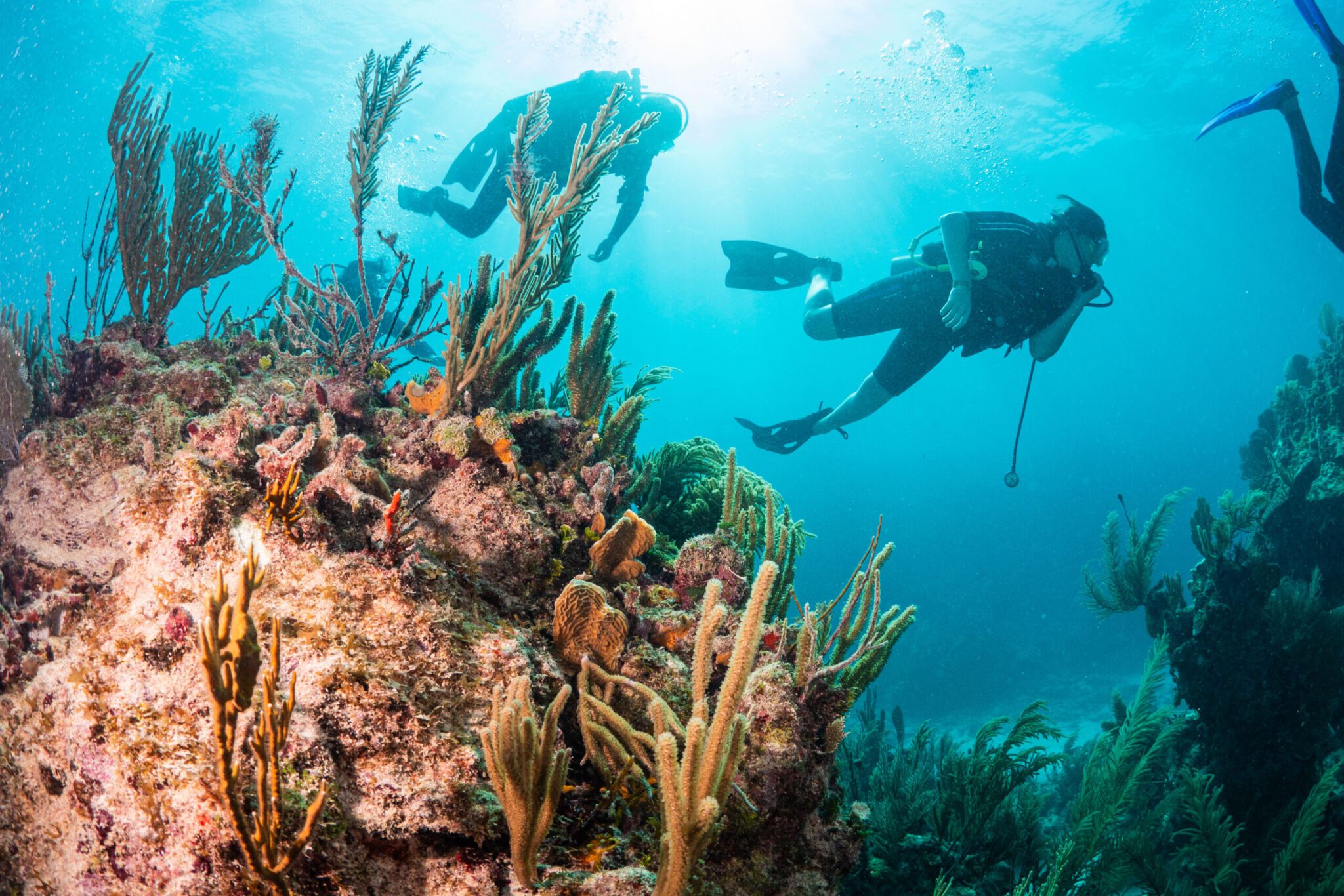 Reef Diving Puerto Morelos SouthEast Divers
