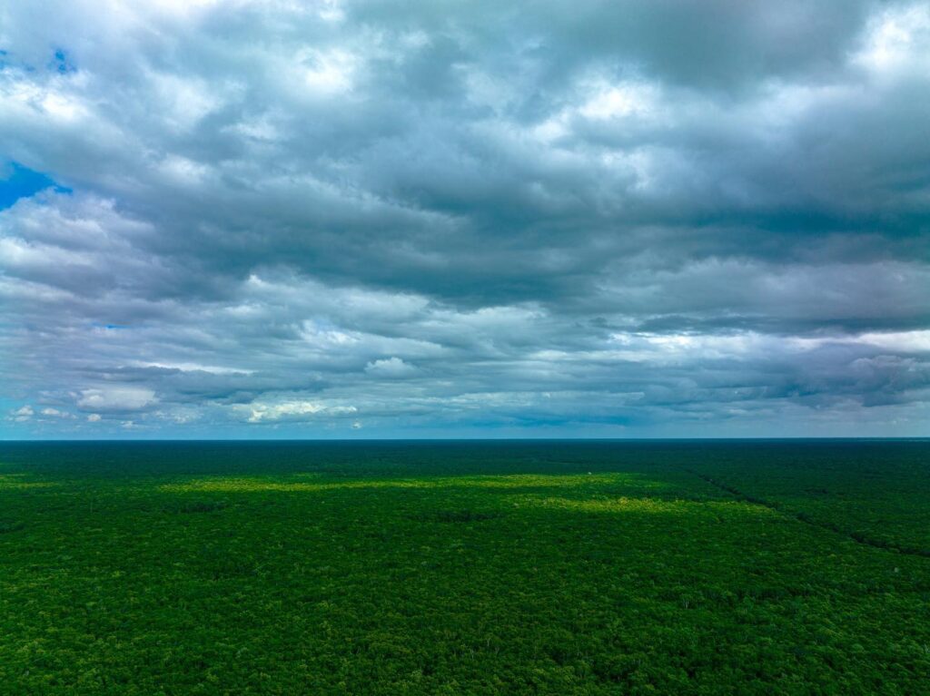 Quintana Roo Jungle 