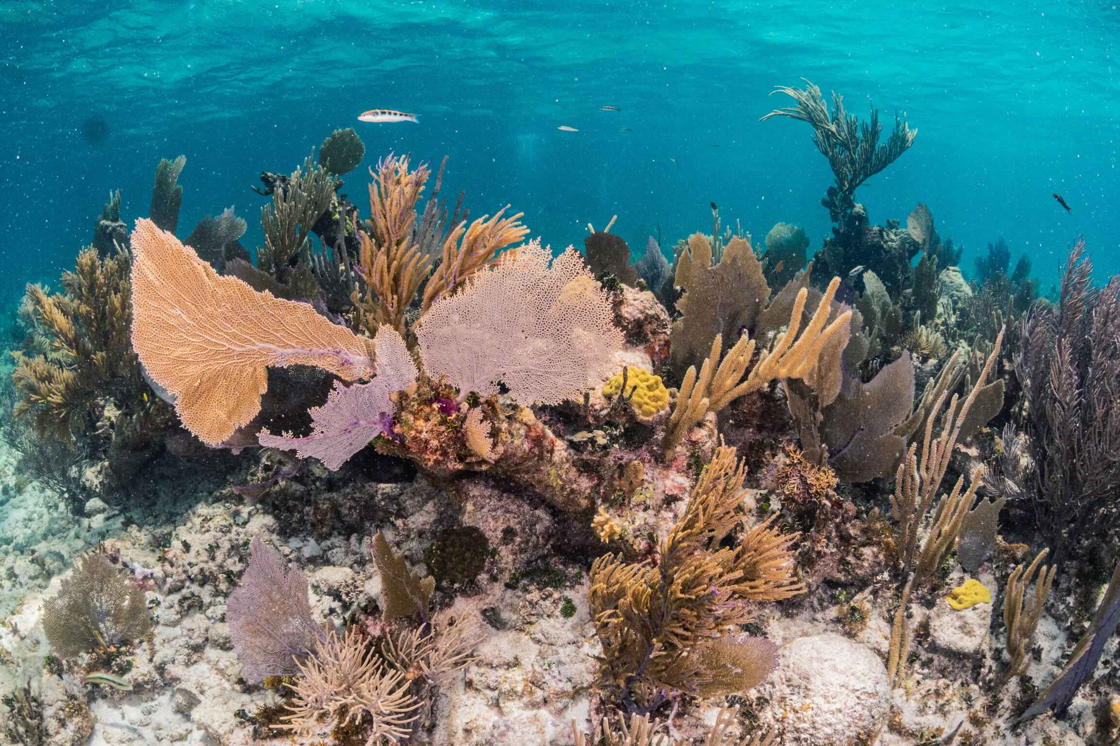 Snorkeling in Puerto Morelos National Park Reef