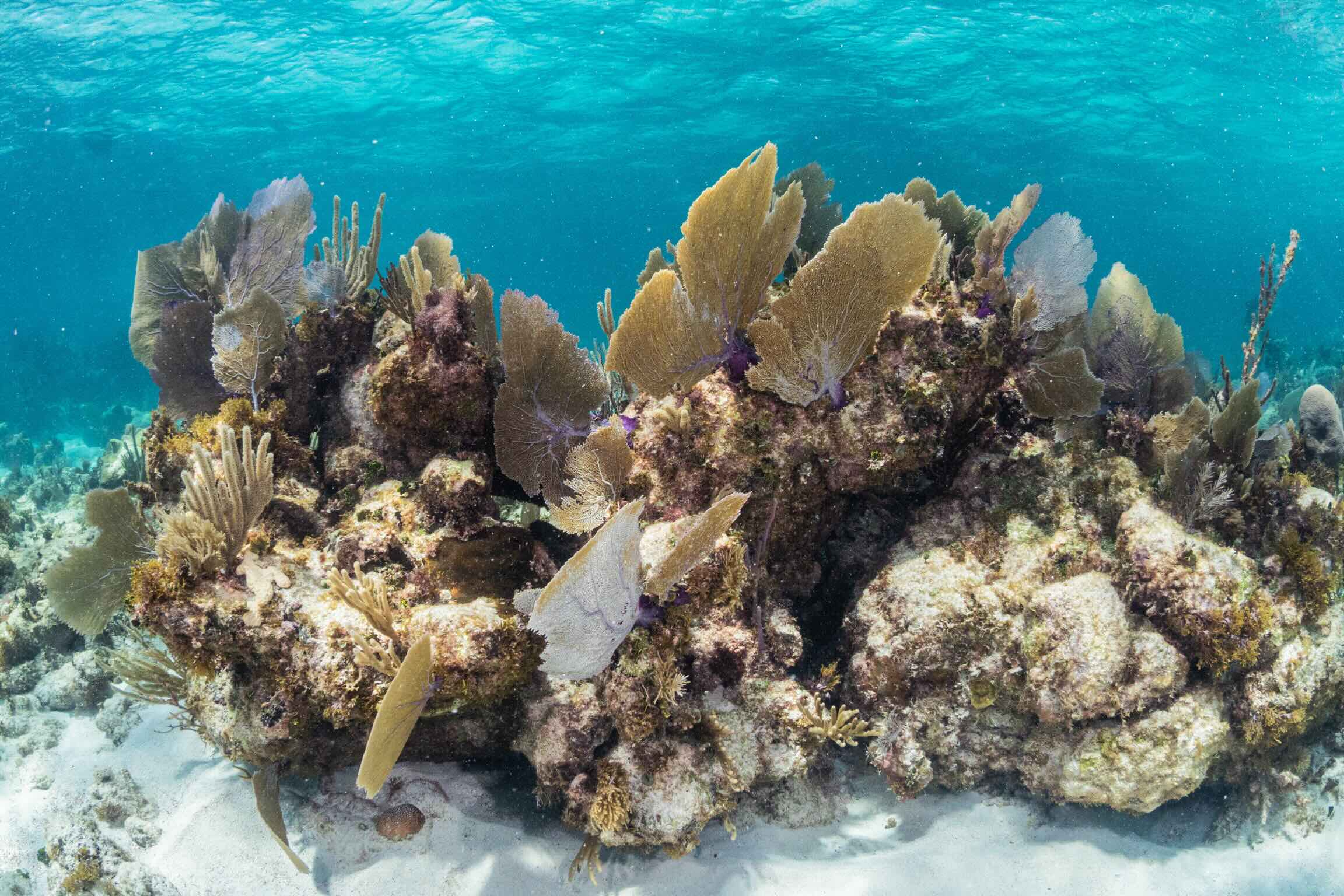 Snorkeling in Puerto Morelos National Park Reef