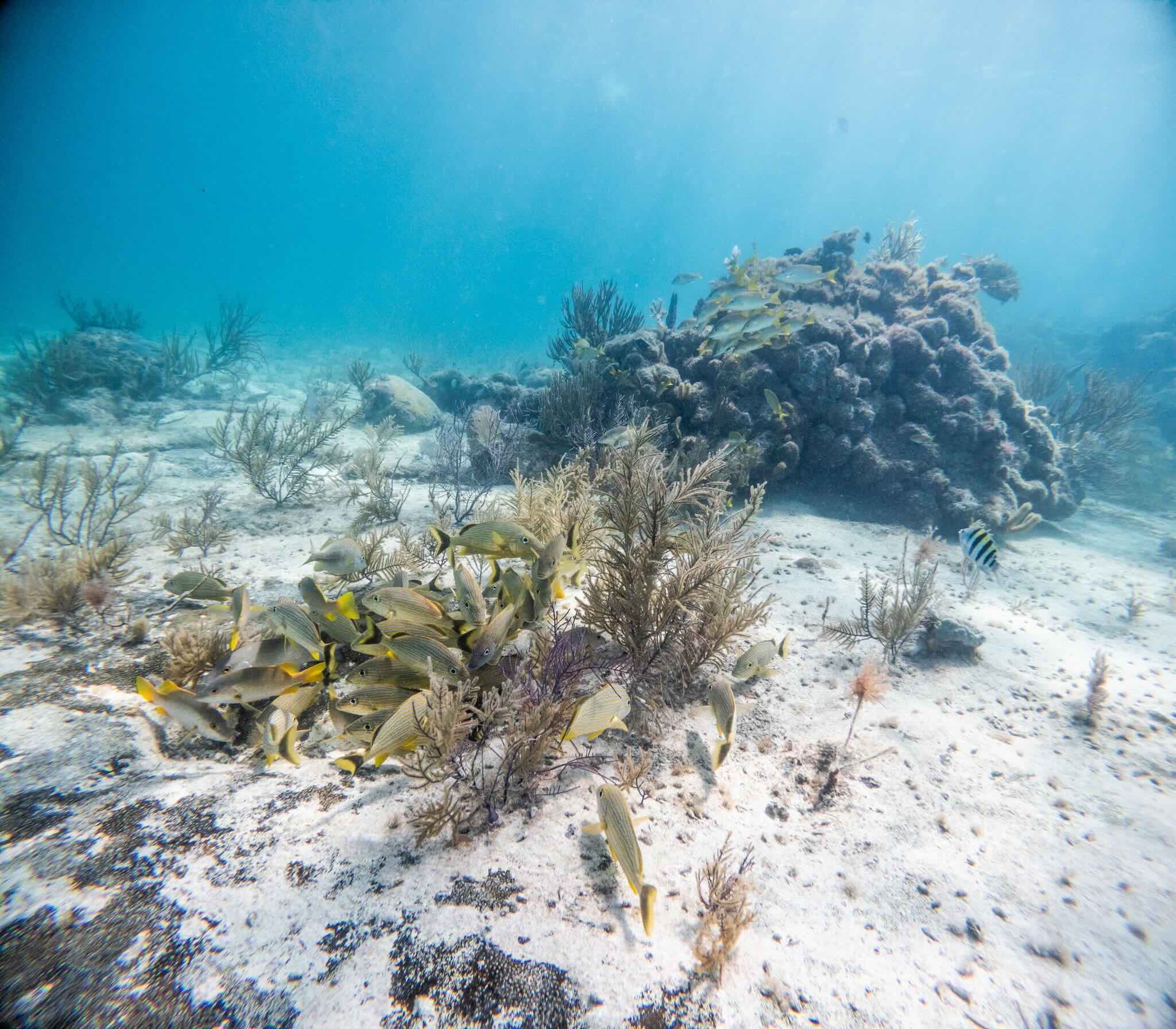 Snorkeling in Puerto Morelos National Park Reef