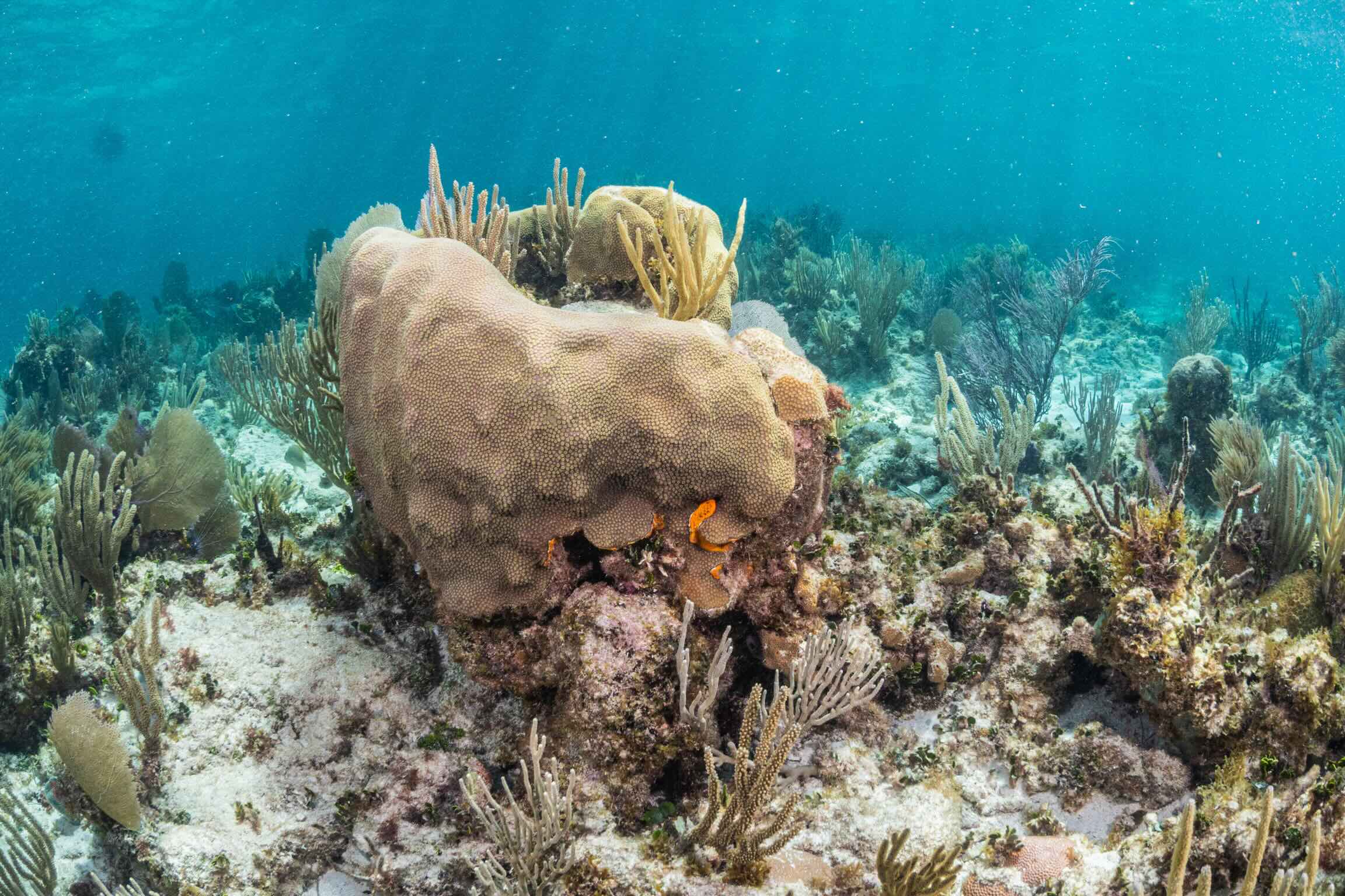 Snorkeling in Puerto Morelos National Park Reef