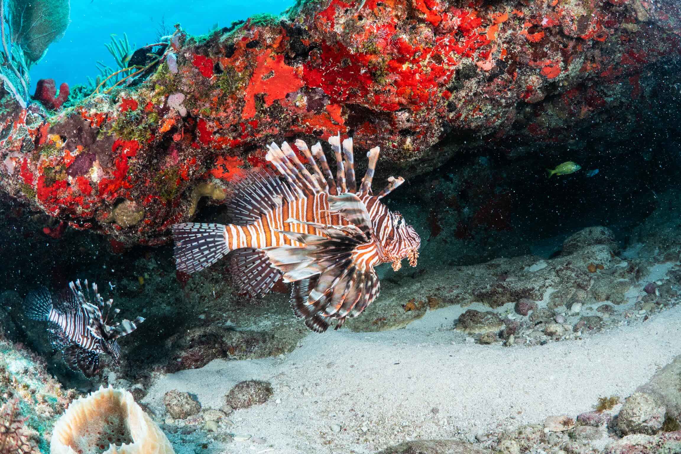 Snorkeling in Puerto Morelos National Park Reef