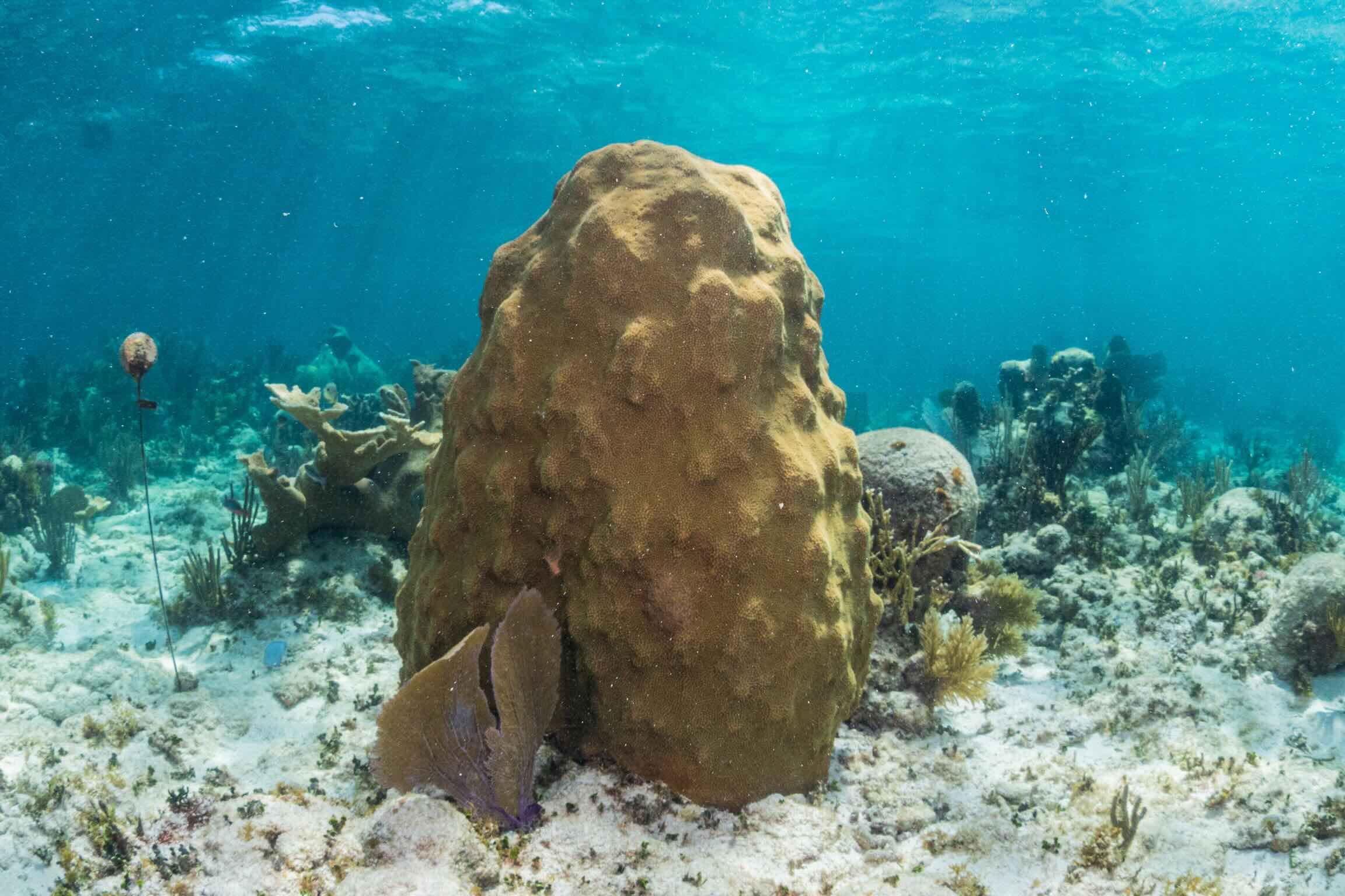 Snorkeling in Puerto Morelos National Park Reef