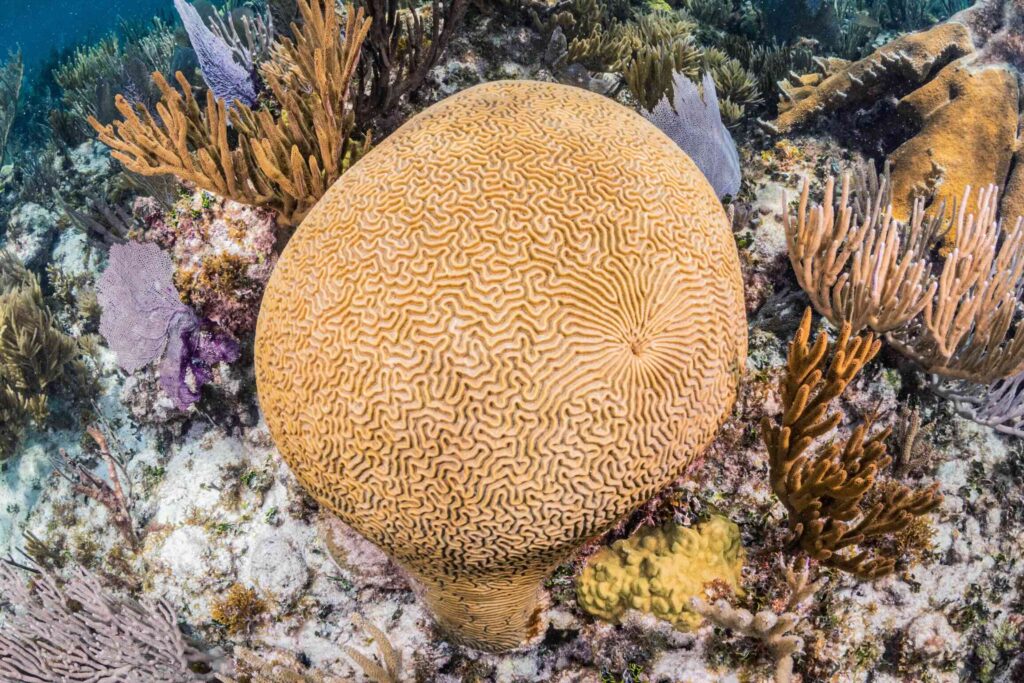 Snorkeling in Puerto Morelos National Park Reef