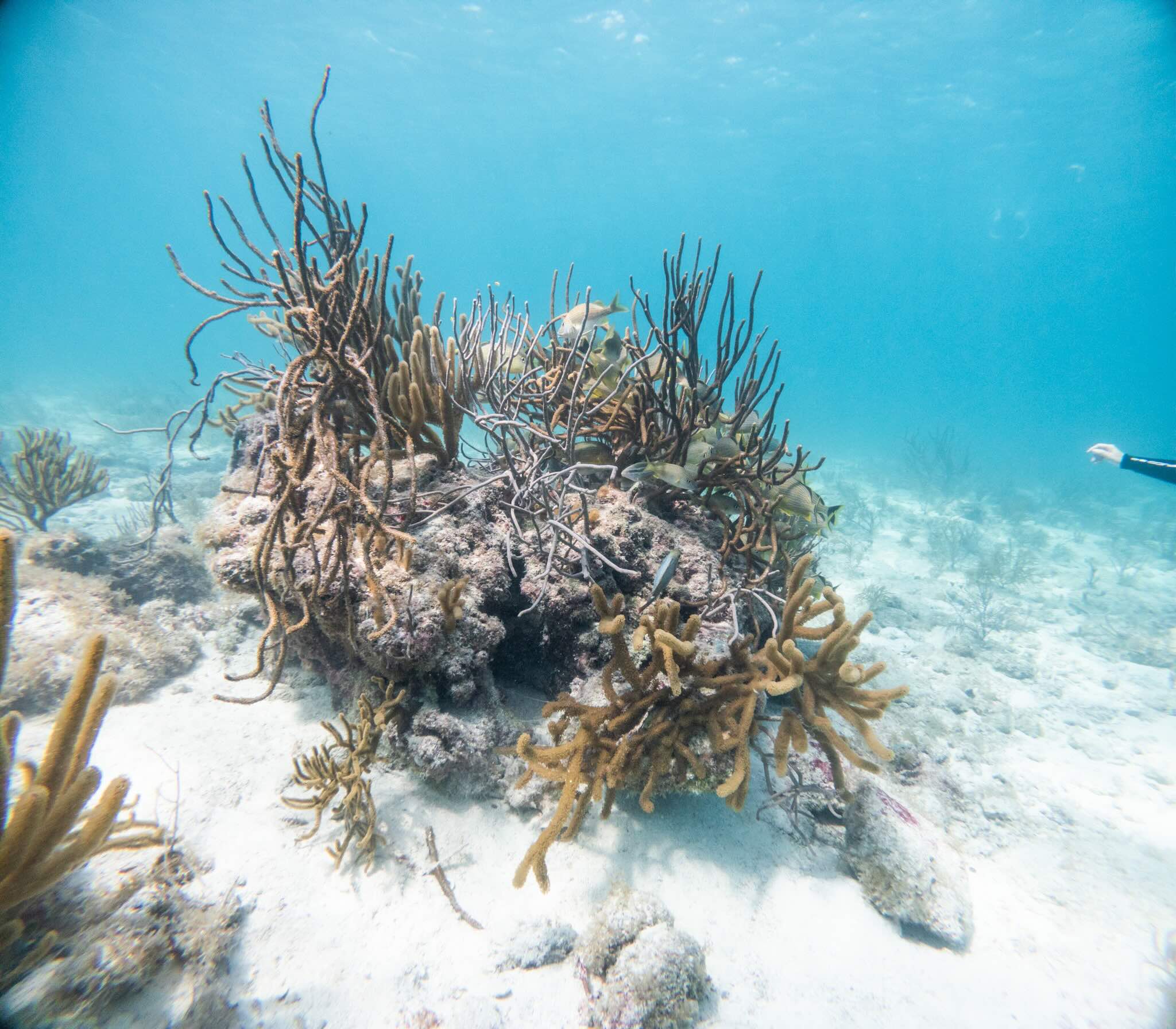 Try Scuba Prueba de Buceo