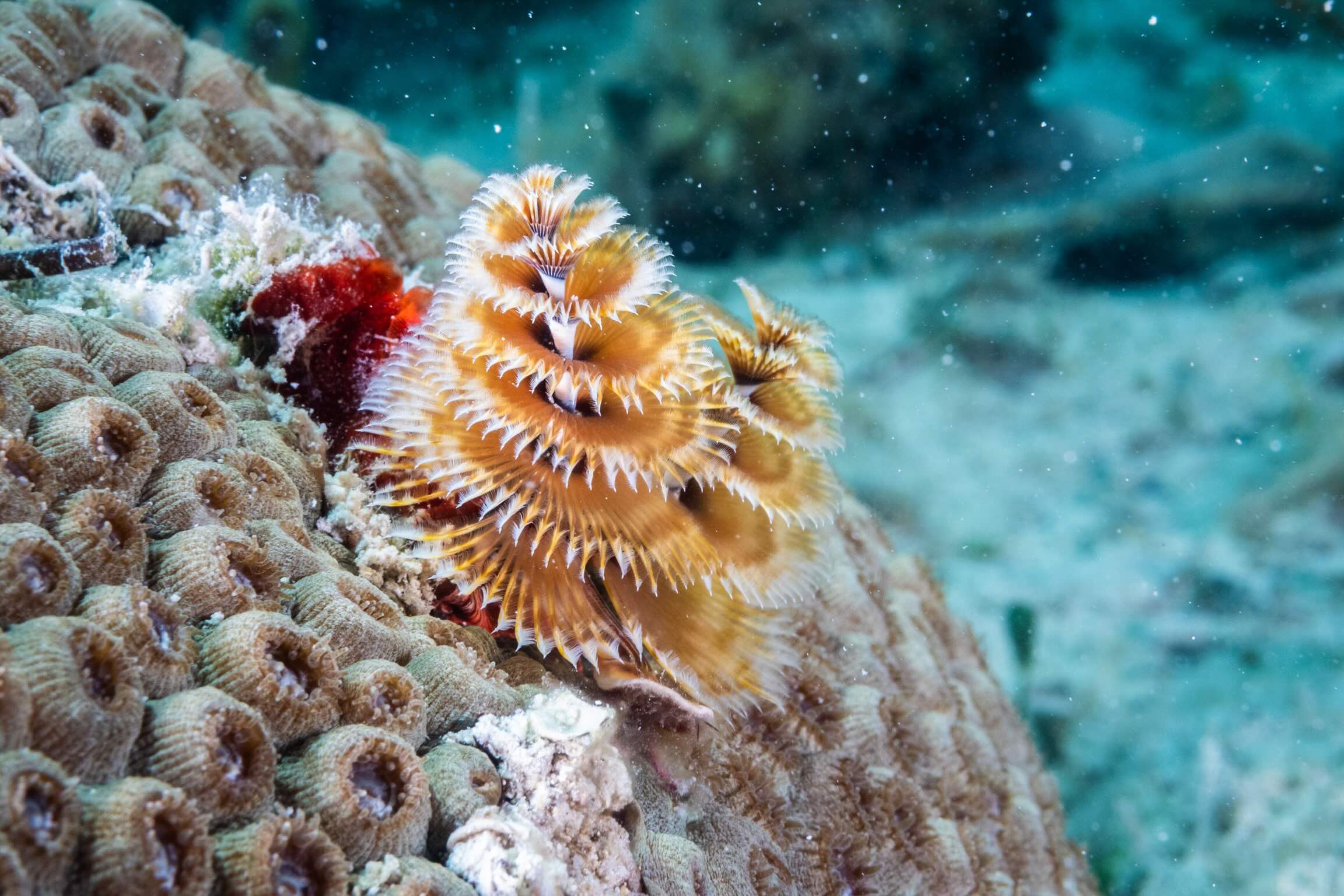 Try Scuba Prueba de Buceo