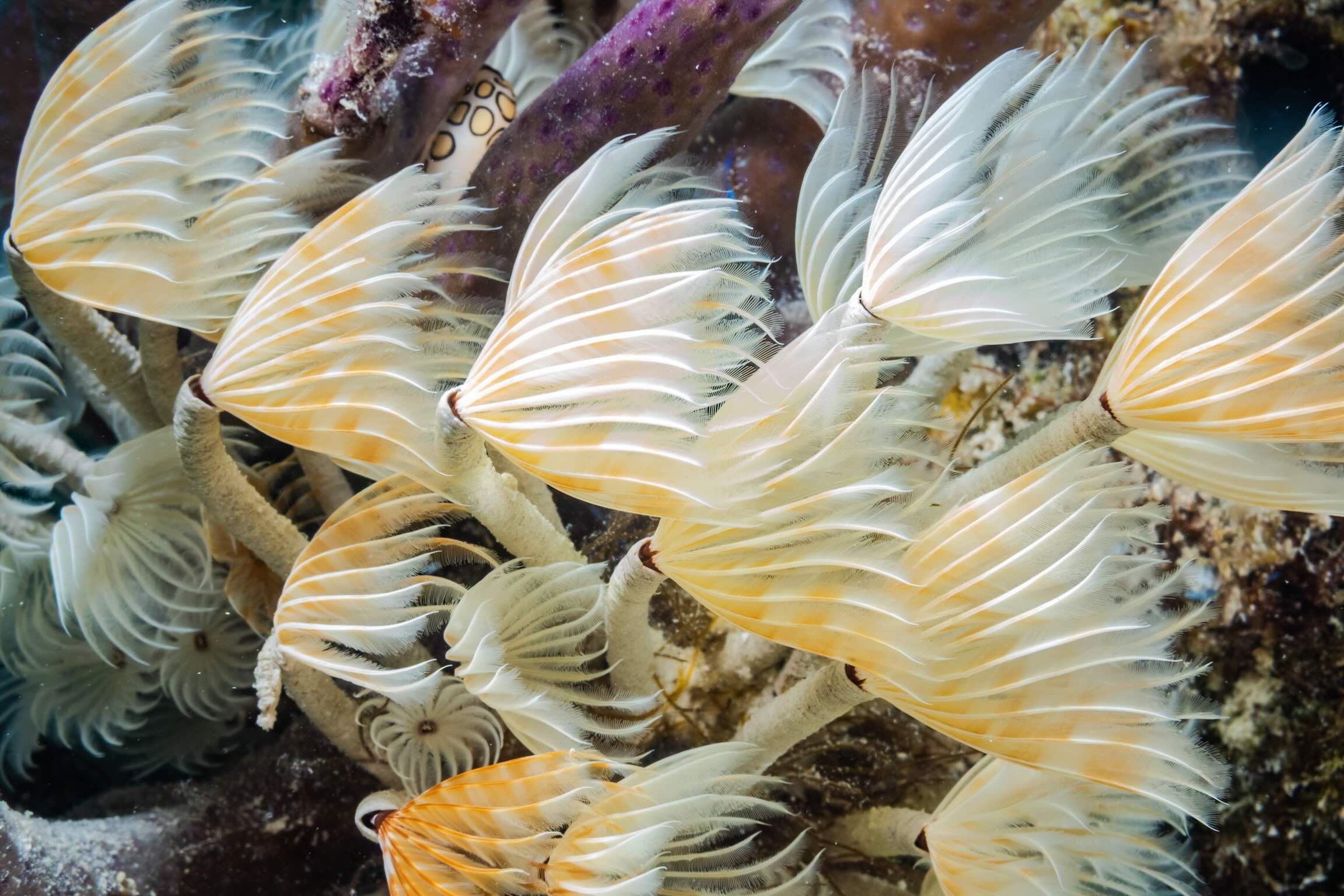 Try Scuba Prueba de Buceo