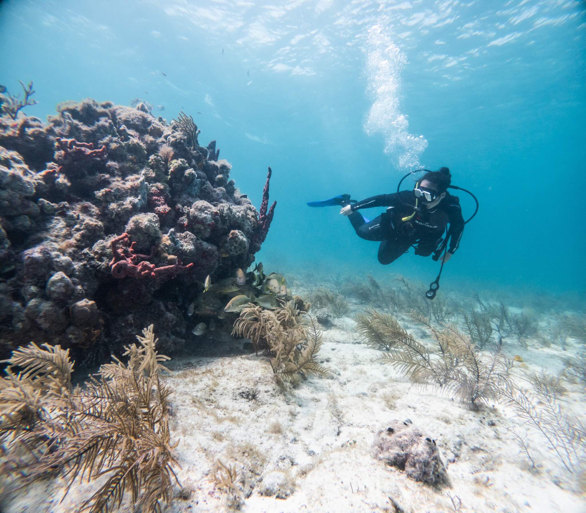 Try Scuba Prueba de Buceo