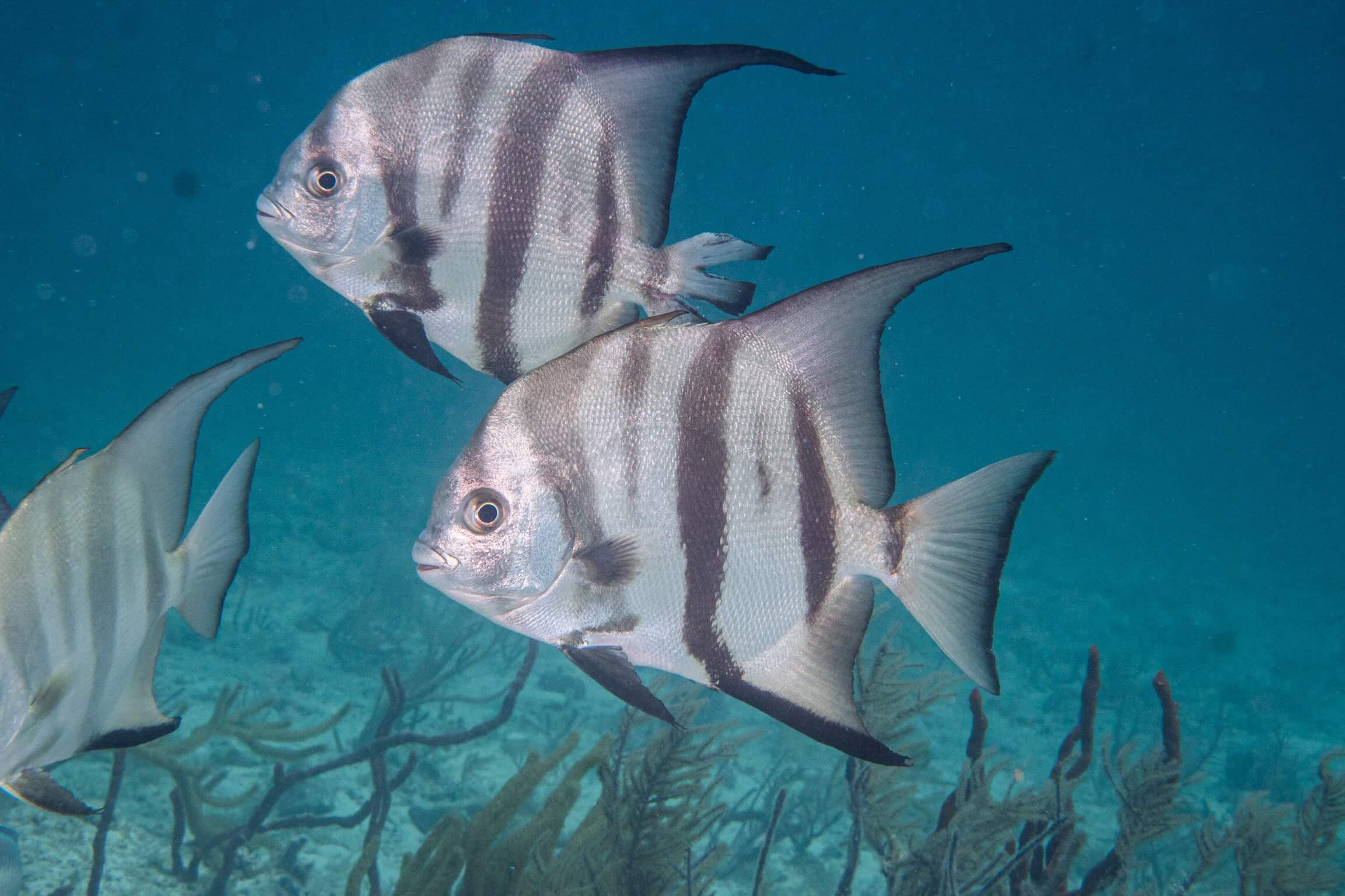 Try Scuba Prueba de Buceo