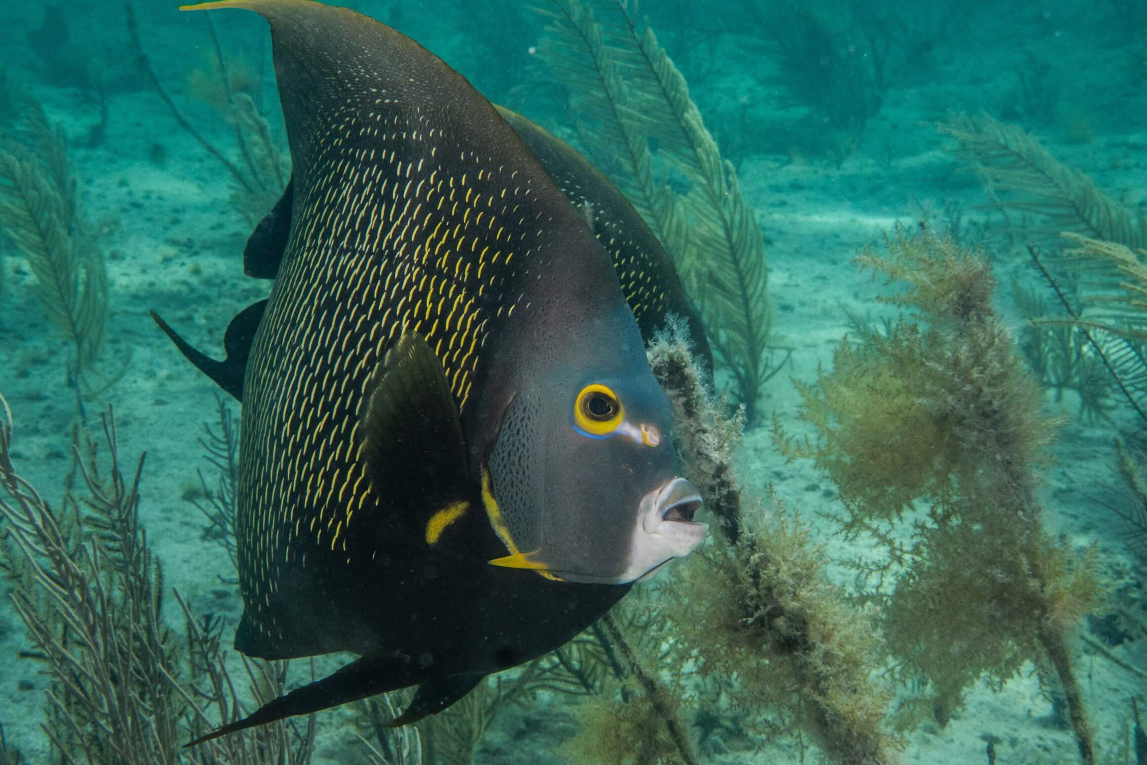 Try Scuba Prueba de Buceo