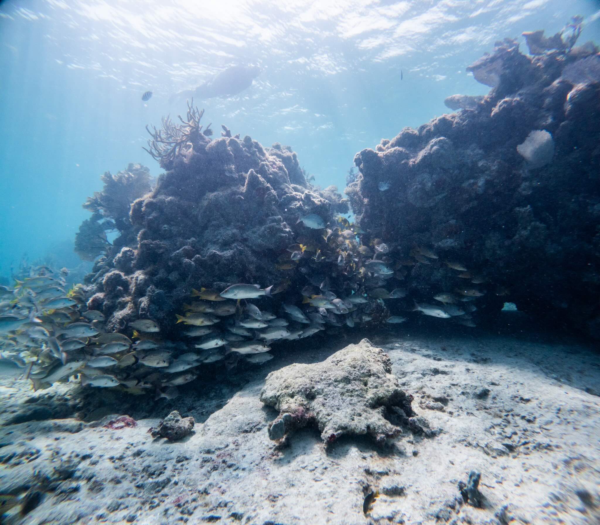 Try Scuba Prueba de Buceo