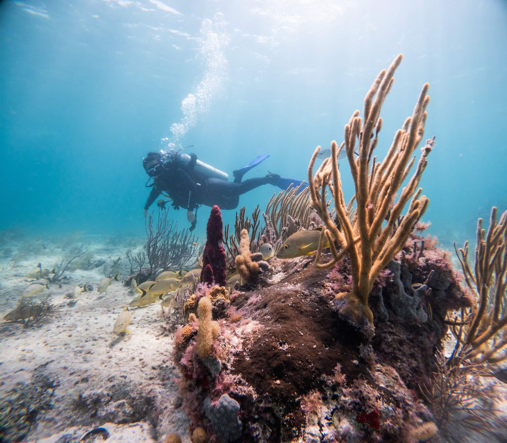Try Scuba Prueba de Buceo