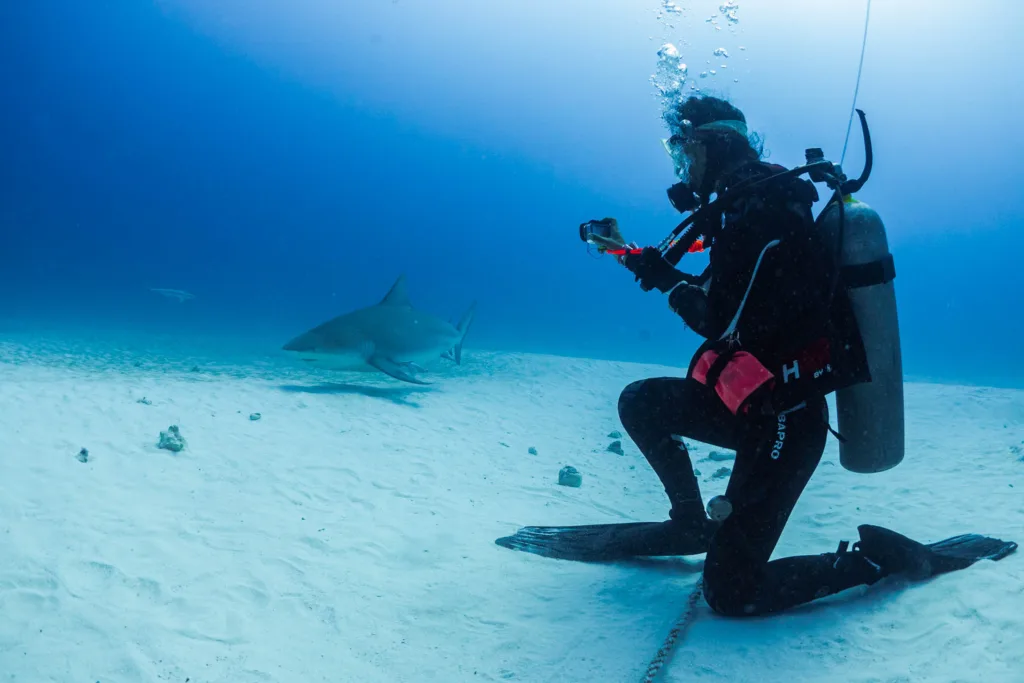 Bull Shark Diving Puerto Morelos - Buceo Tiburón Toro Puerto Morelos