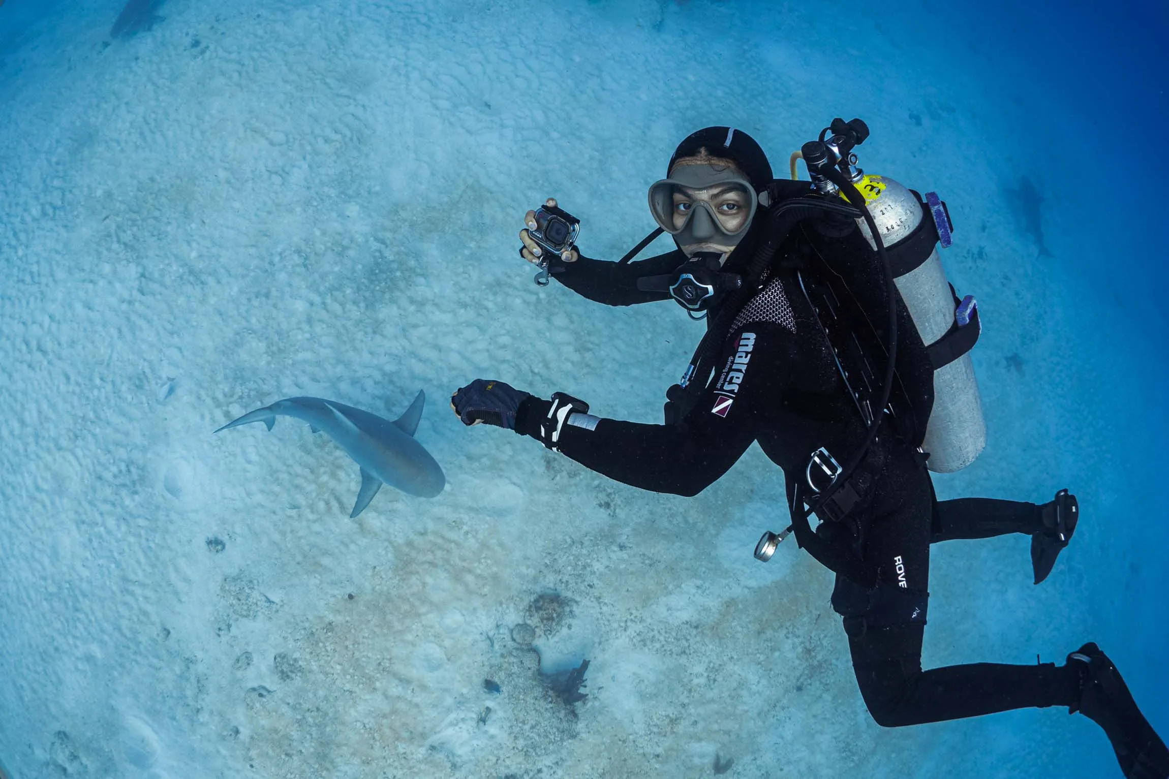 Bull Shark Diving Puerto Morelos - Buceo Tiburón Toro Puerto Morelos
