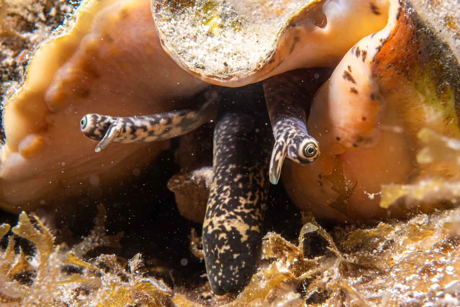 Night Diving Puerto Morelos