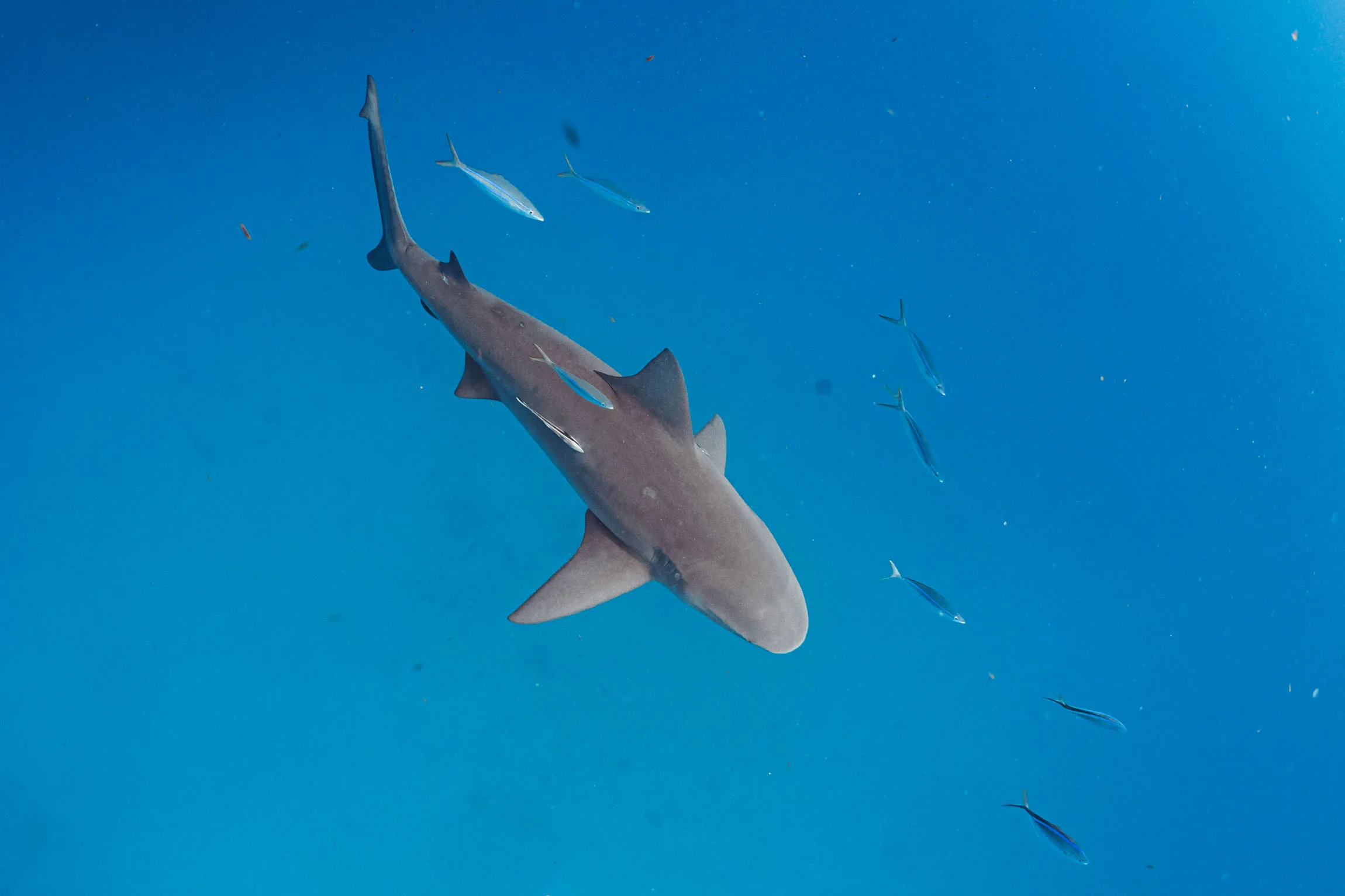 Bull Shark Diving Puerto Morelos - Buceo Tiburón Toro Puerto Morelos