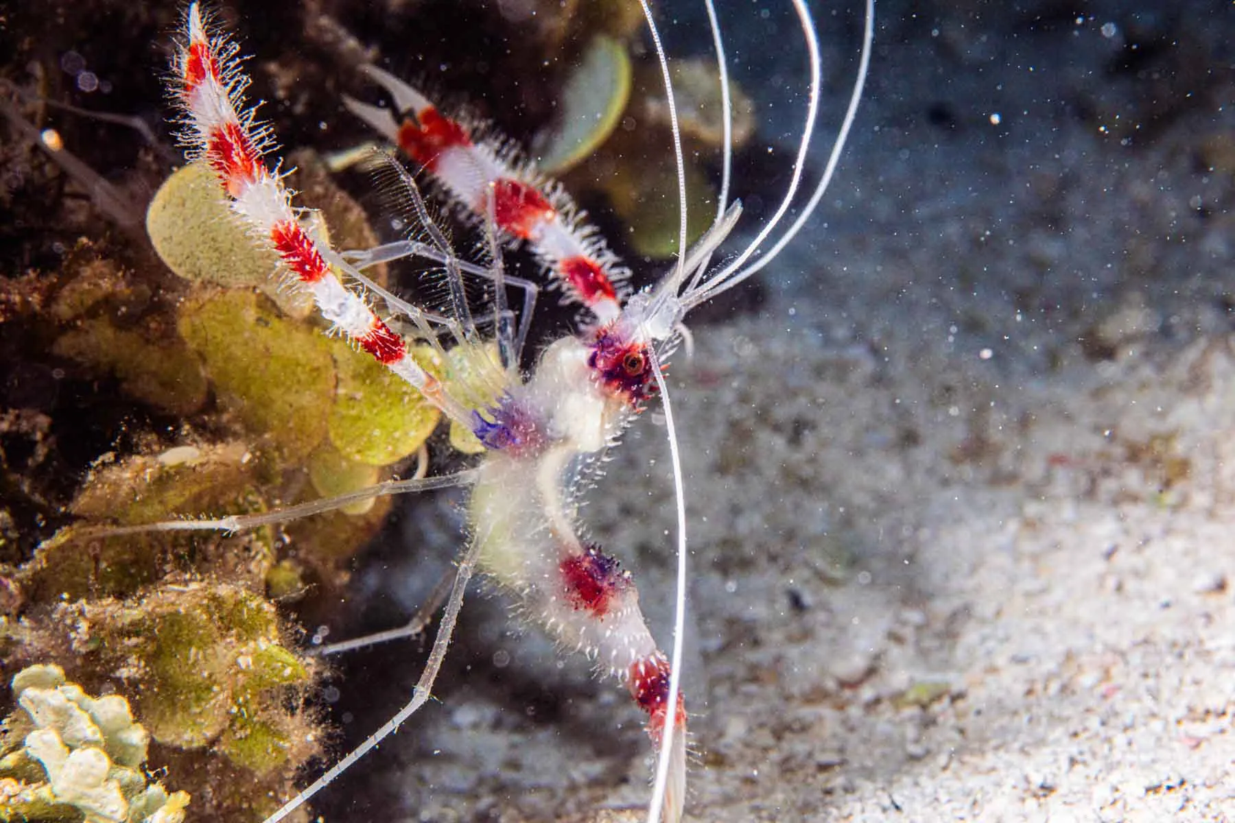 Night Diving Puerto Morelos