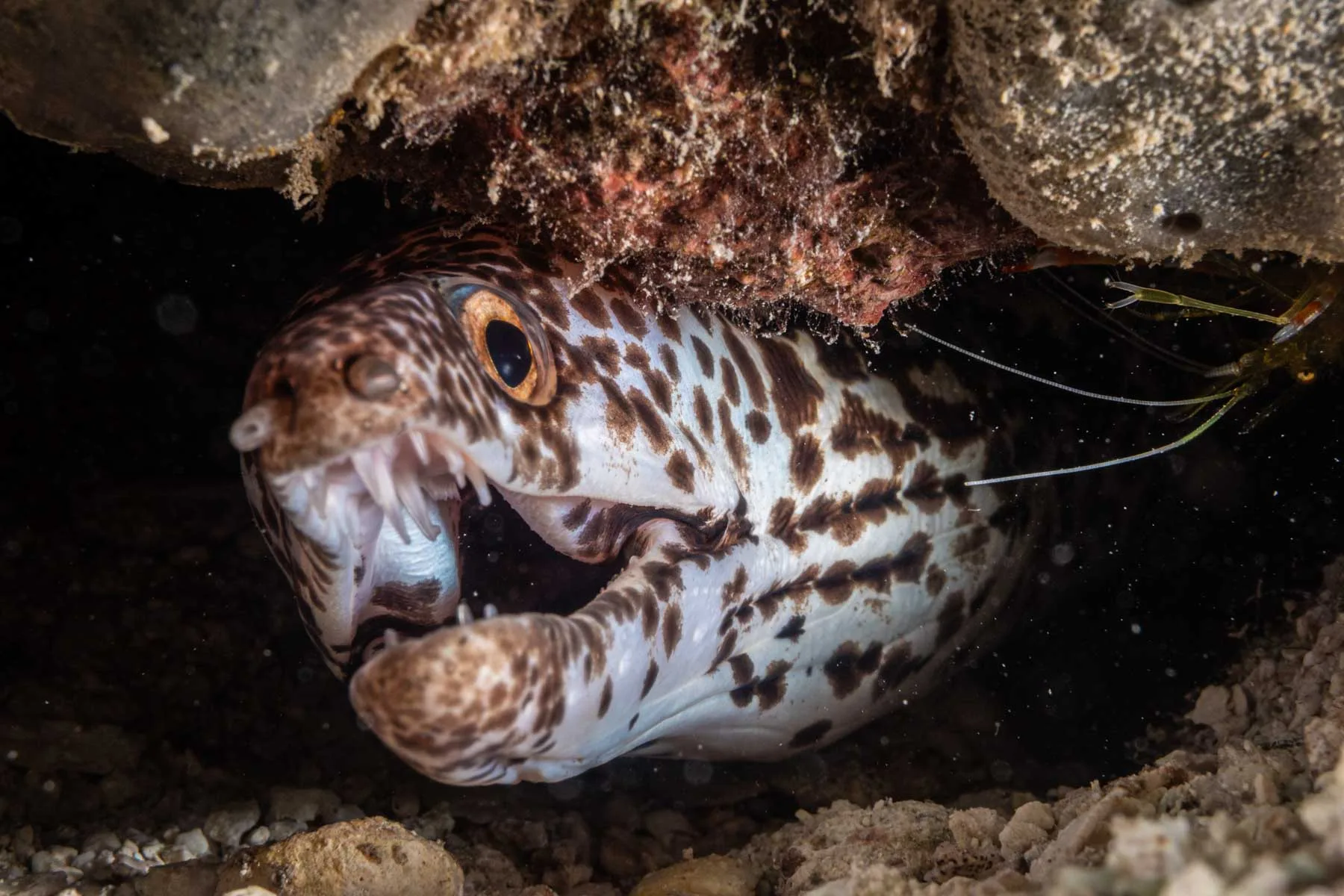 Night Diving Puerto Morelos