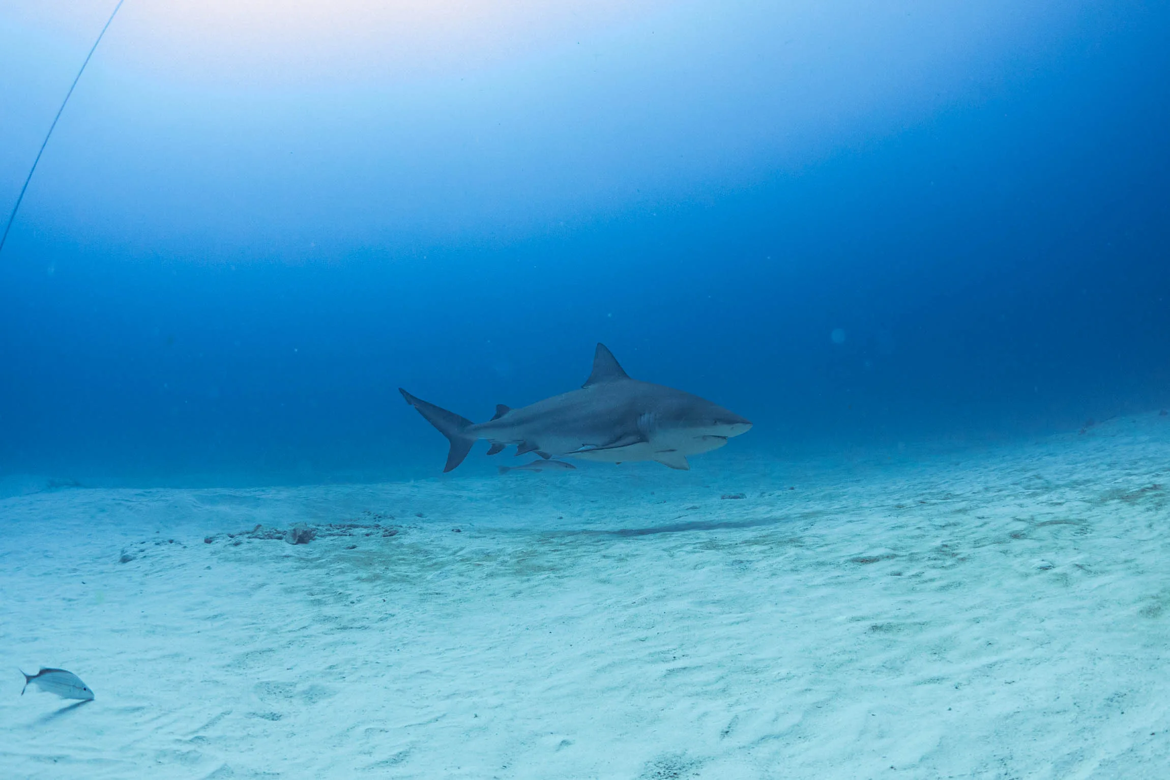 Bull Shark Diving Puerto Morelos - Buceo Tiburón Toro Puerto Morelos