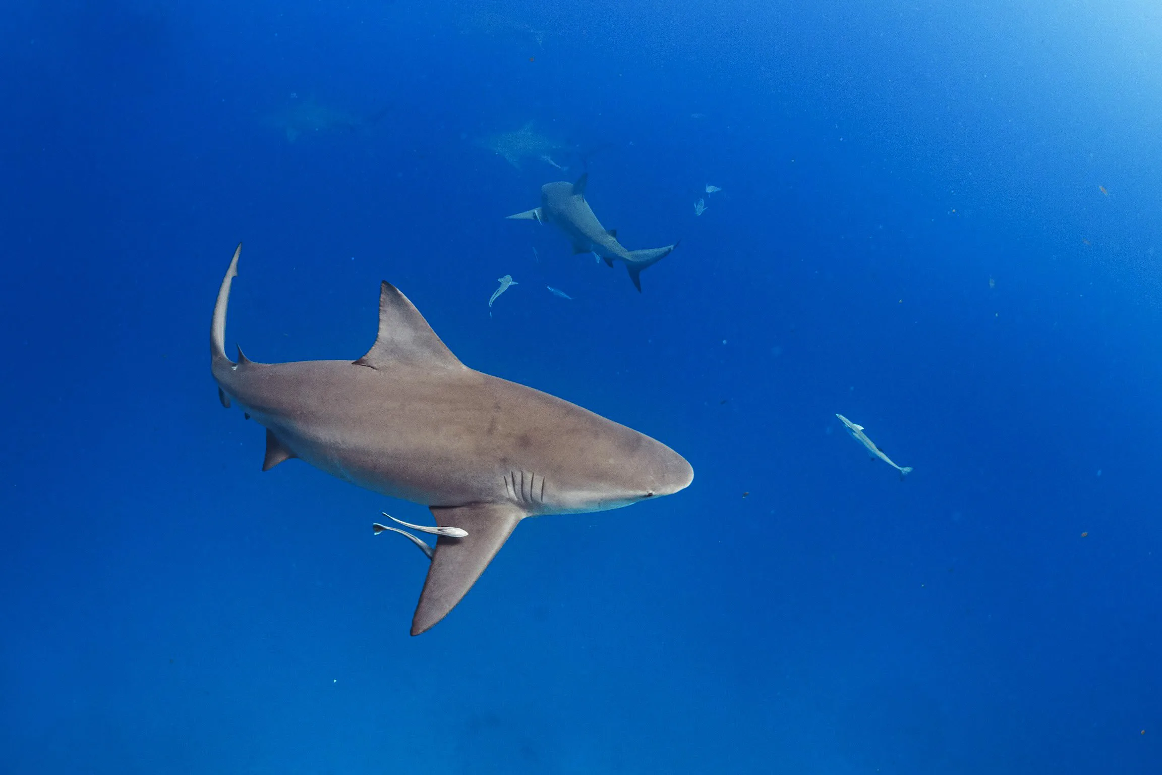 Bull Shark Diving Puerto Morelos - Buceo con tiburón toro Puerto Morelos