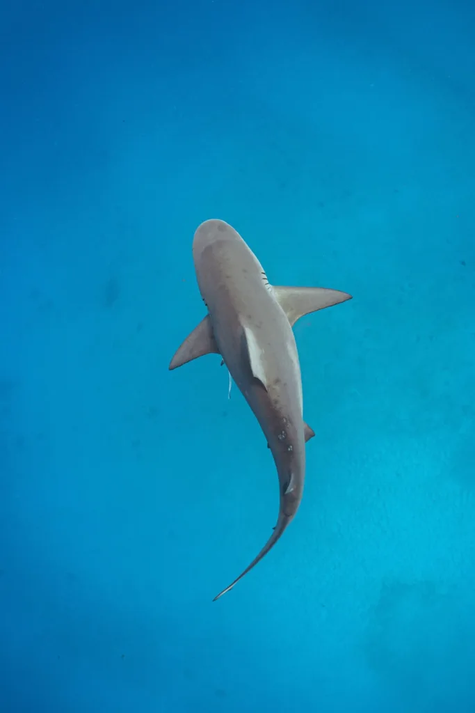 Bull Shark Diving Puerto Morelos - Buceo Tiburón Toro Puerto Morelos