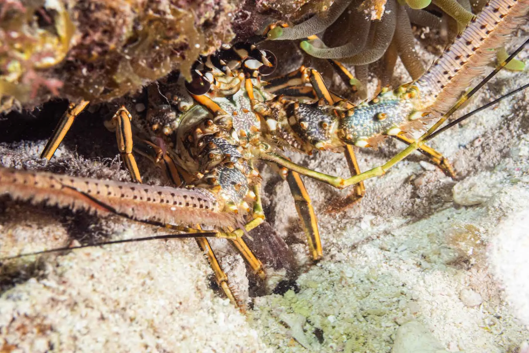 Night Diving Puerto Morelos