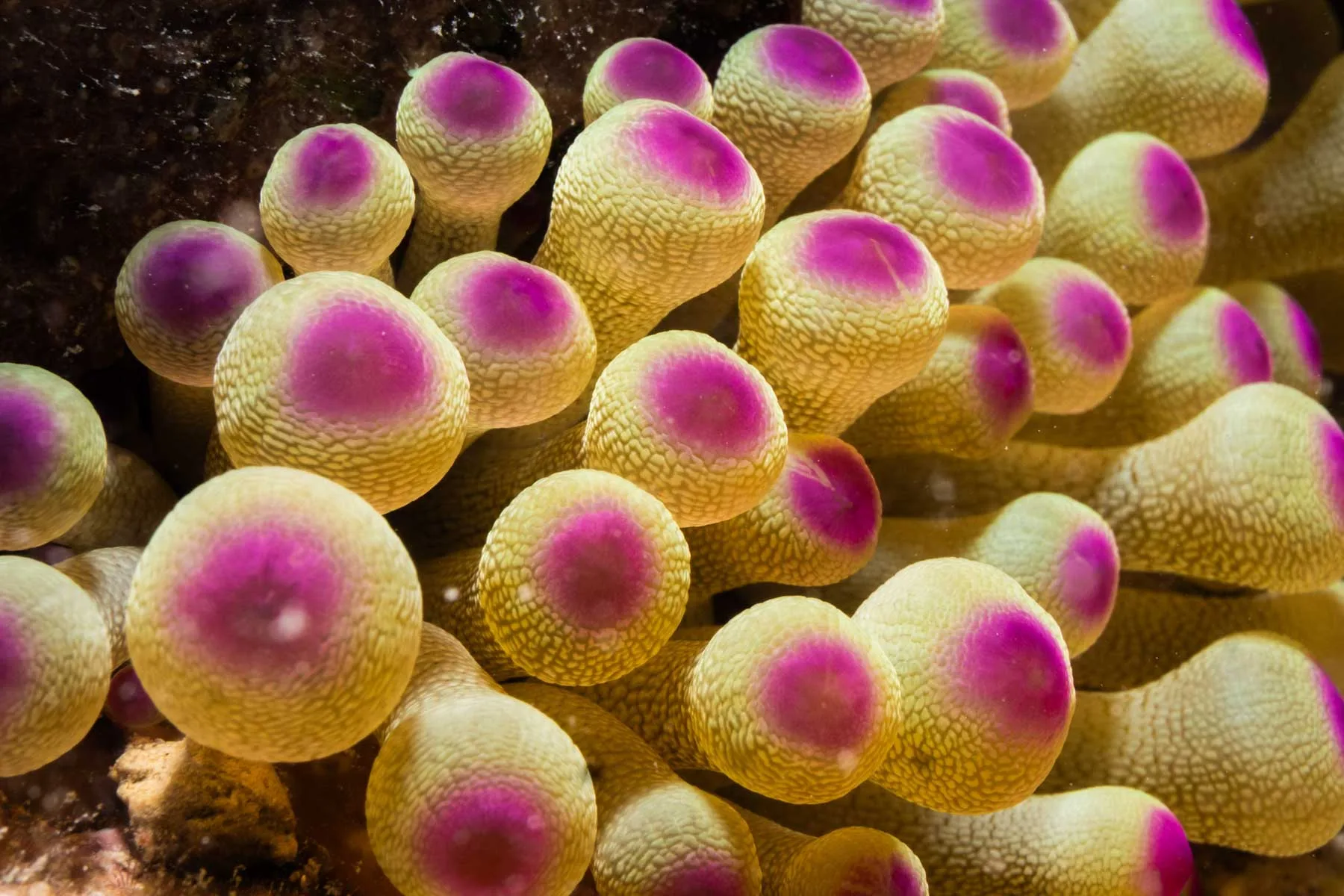 Night Diving Puerto Morelos