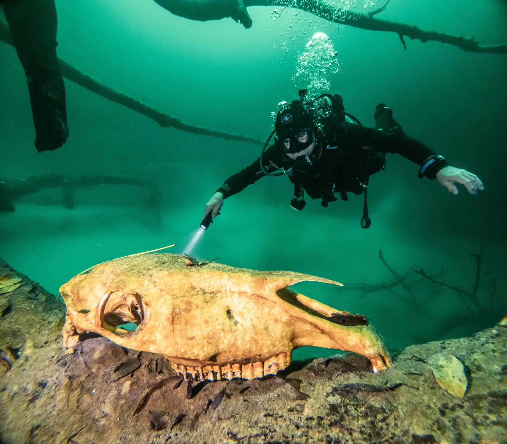 Cenote Diving Puerto Morelos
