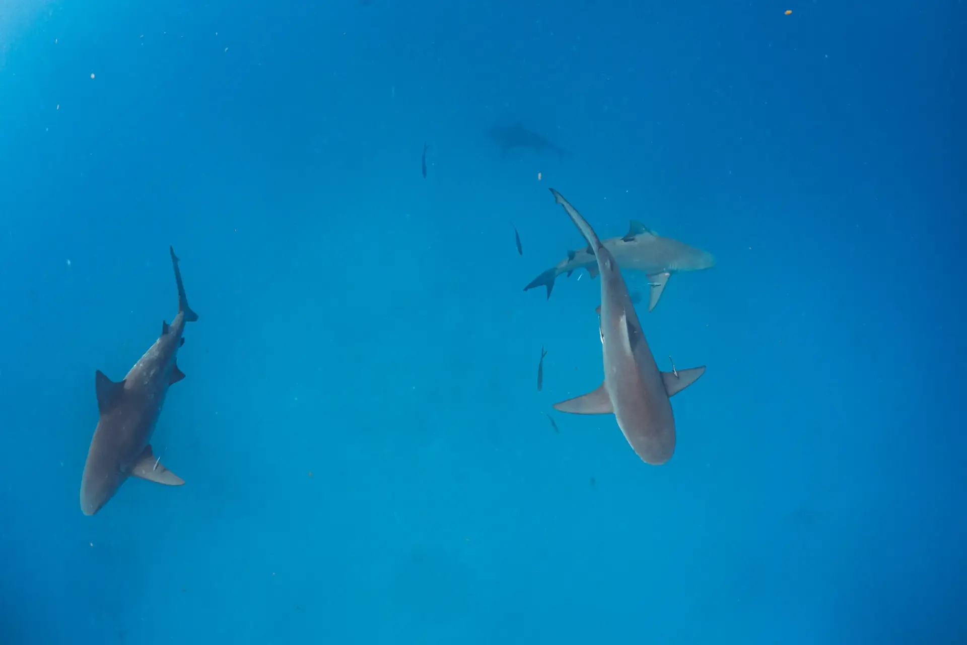 Bull Shark Diving Puerto Morelos - Buceo Tiburón Toro Puerto Morelos