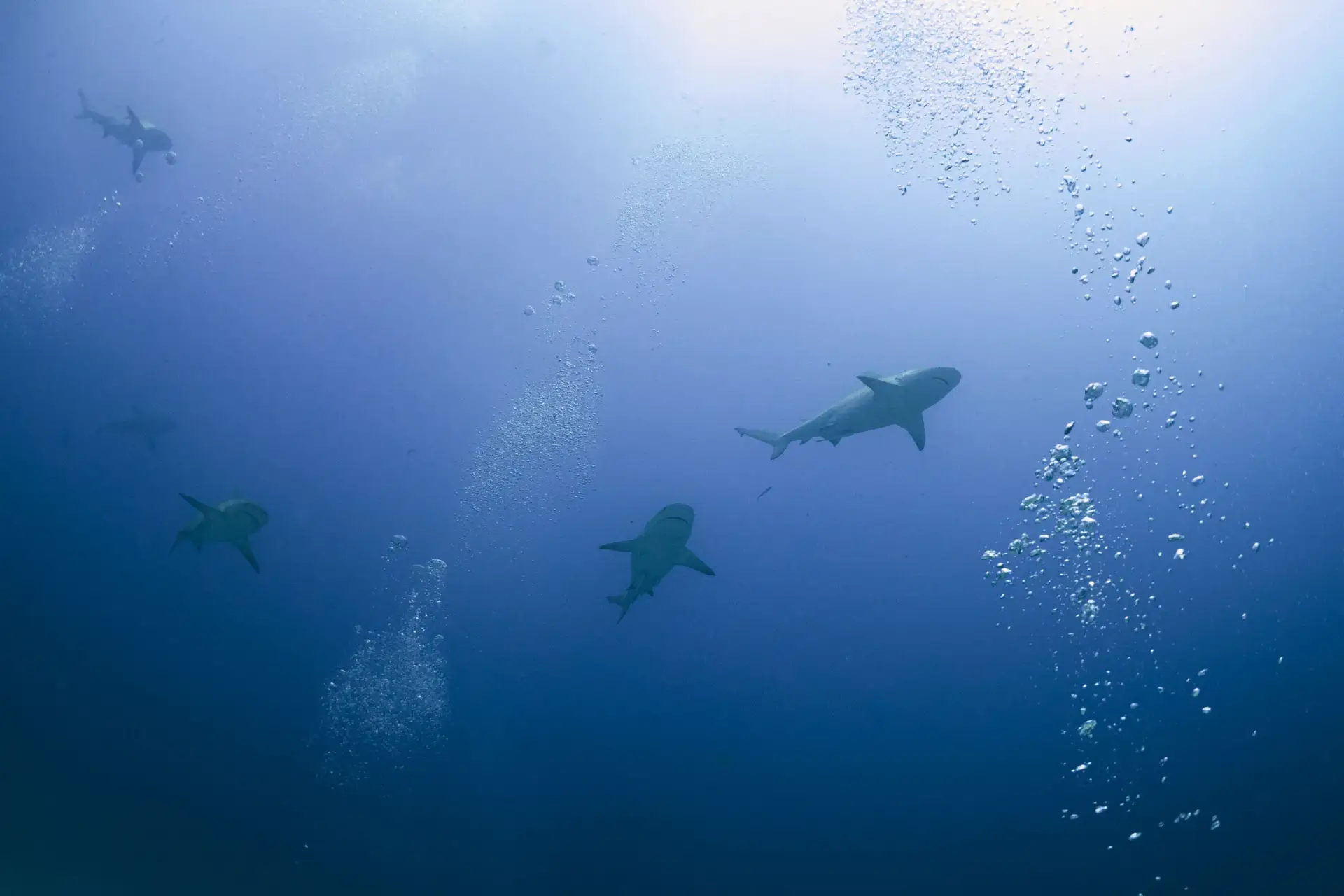Bull Shark Diving Puerto Morelos - Buceo Tiburón Toro Puerto Morelos