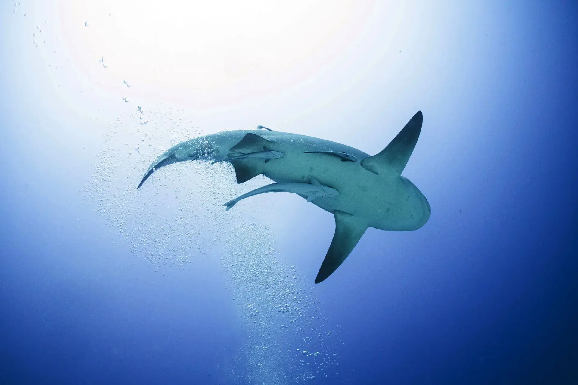 Bull Shark Diving Puerto Morelos - Buceo con tiburón toro Puerto Morelos