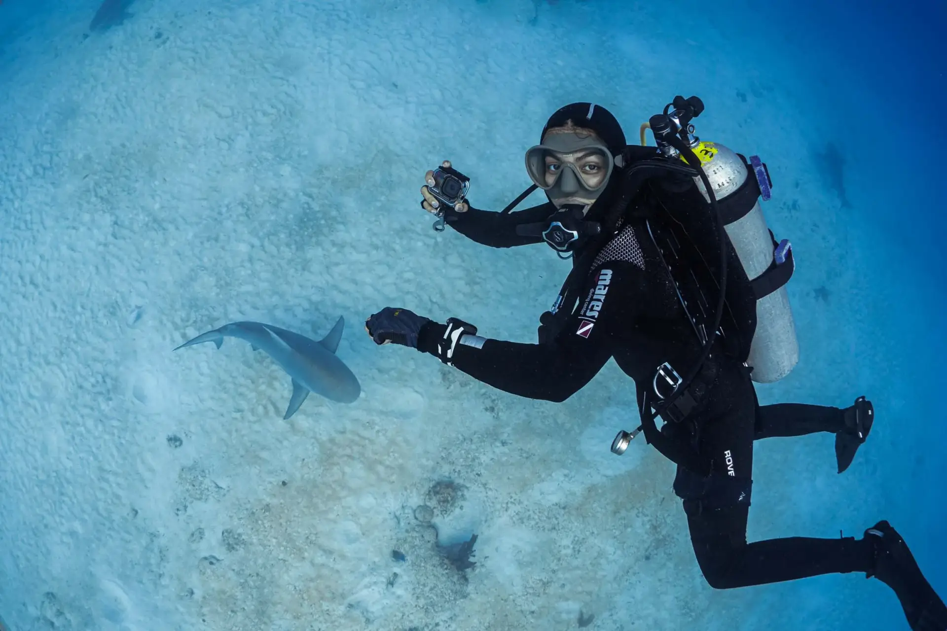 Bull Shark Diving Puerto Morelos - Buceo Tiburón Toro Puerto Morelos