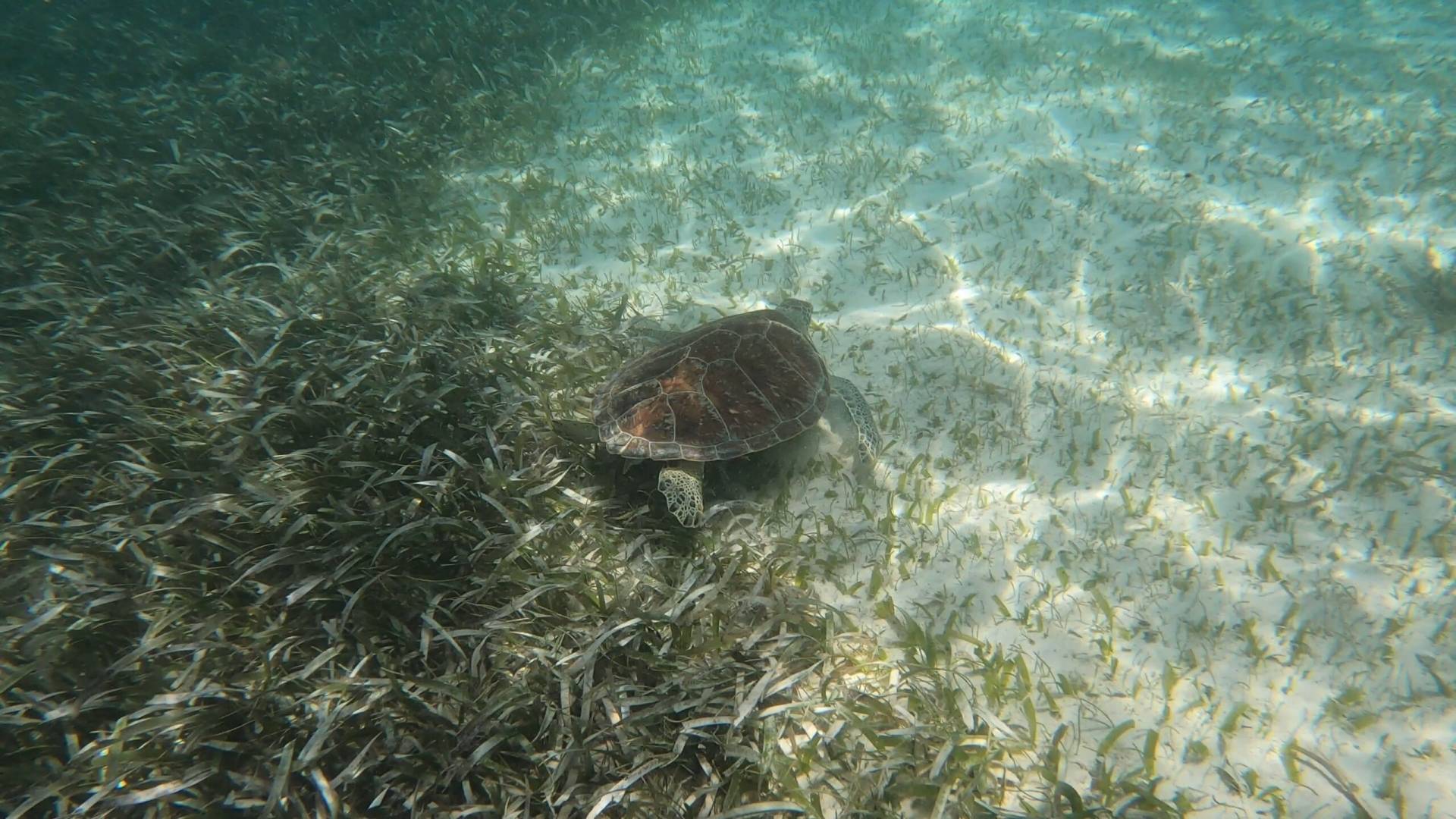 Snorkeling in Puerto Morelos National Park Reef