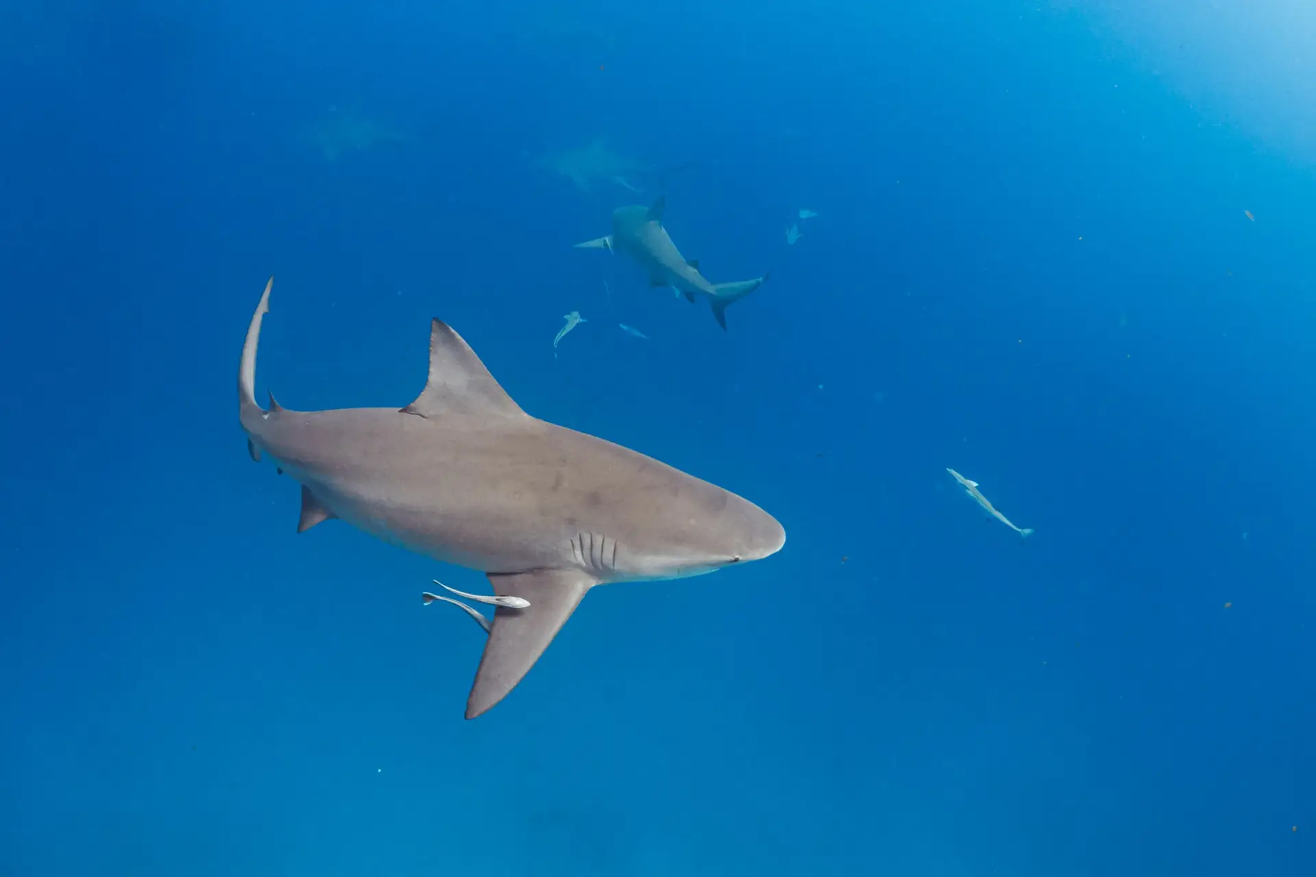 Bull Shark Diving Puerto Morelos - Buceo Tiburón Toro Puerto Morelos