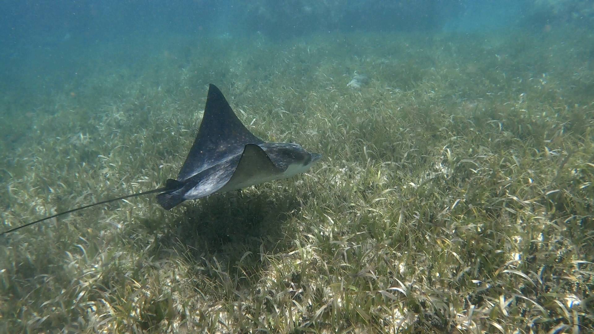Snorkeling in Puerto Morelos National Park Reef